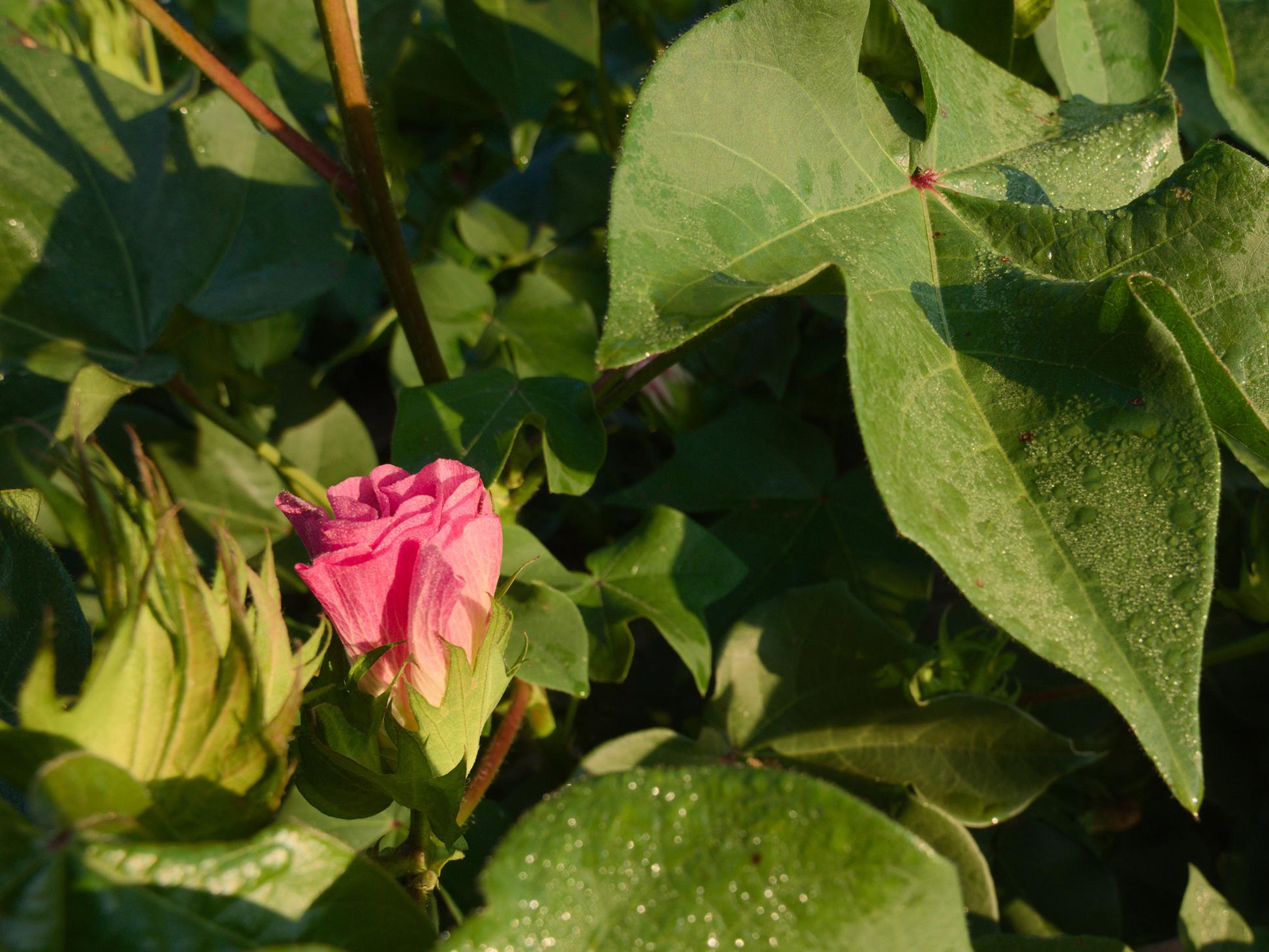 A pink cotton bloom sits among green leaves.
