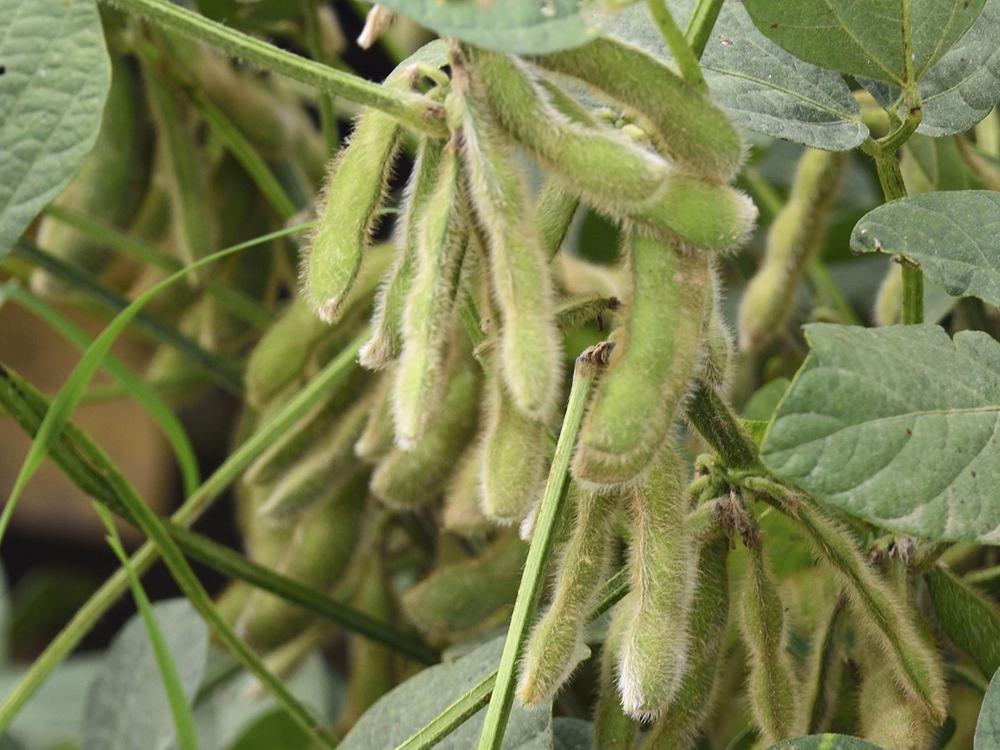 Green soybean plants set pods in a field.