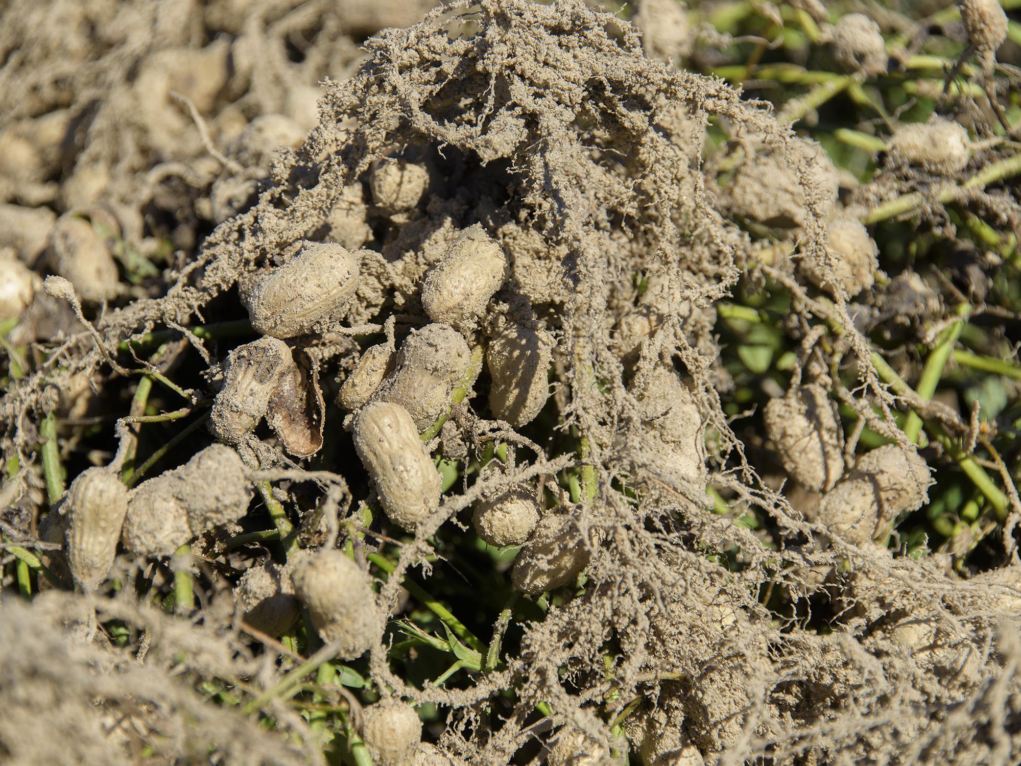 A clump of light-tan peanuts hang on their freshly dug roots just above ground.