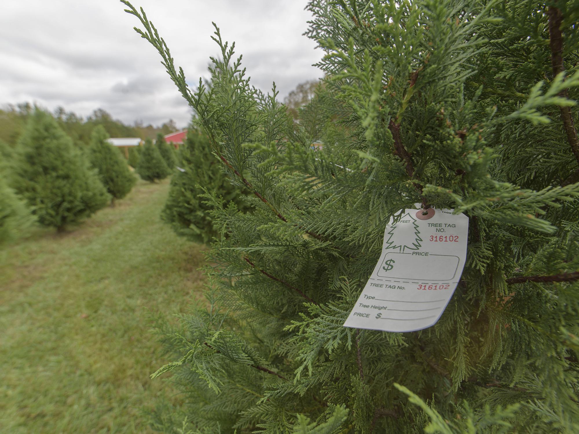 Rows of live green Christmas trees on the left and tree with a pre-printed tag close-up on the right.