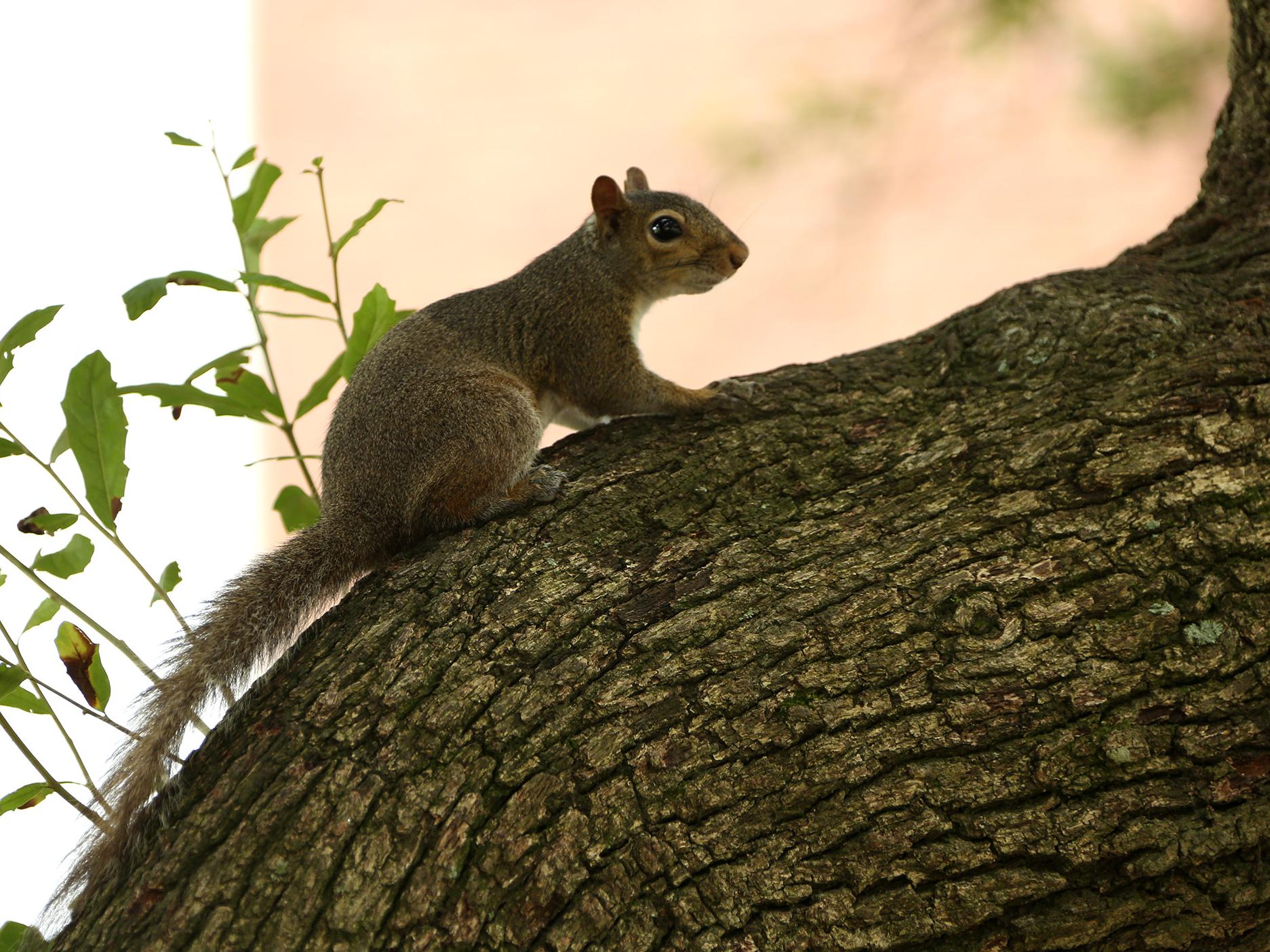 Protect Homes From Squirrel Invasions | Mississippi State University ...