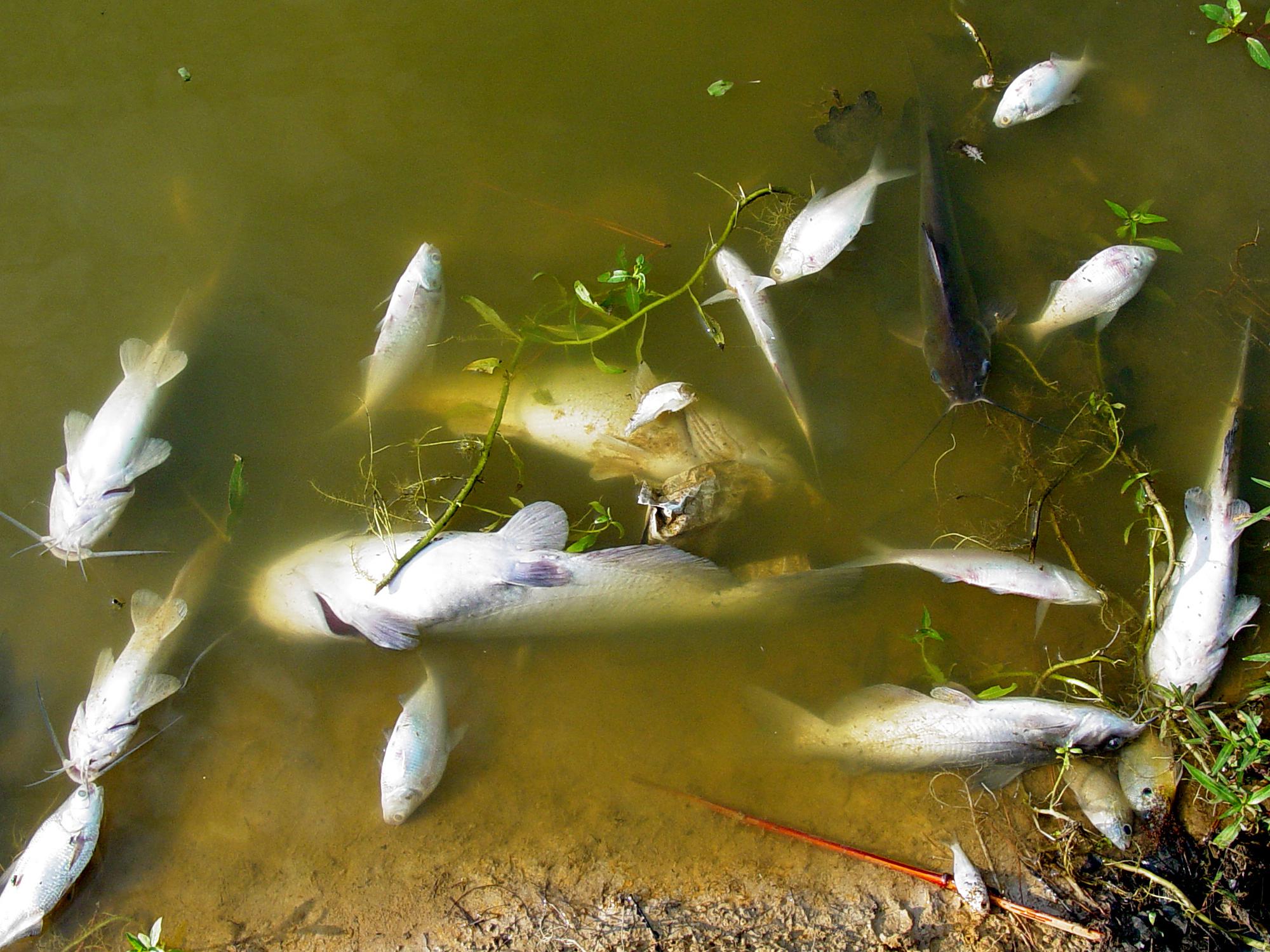 Catfish food for outlet ponds