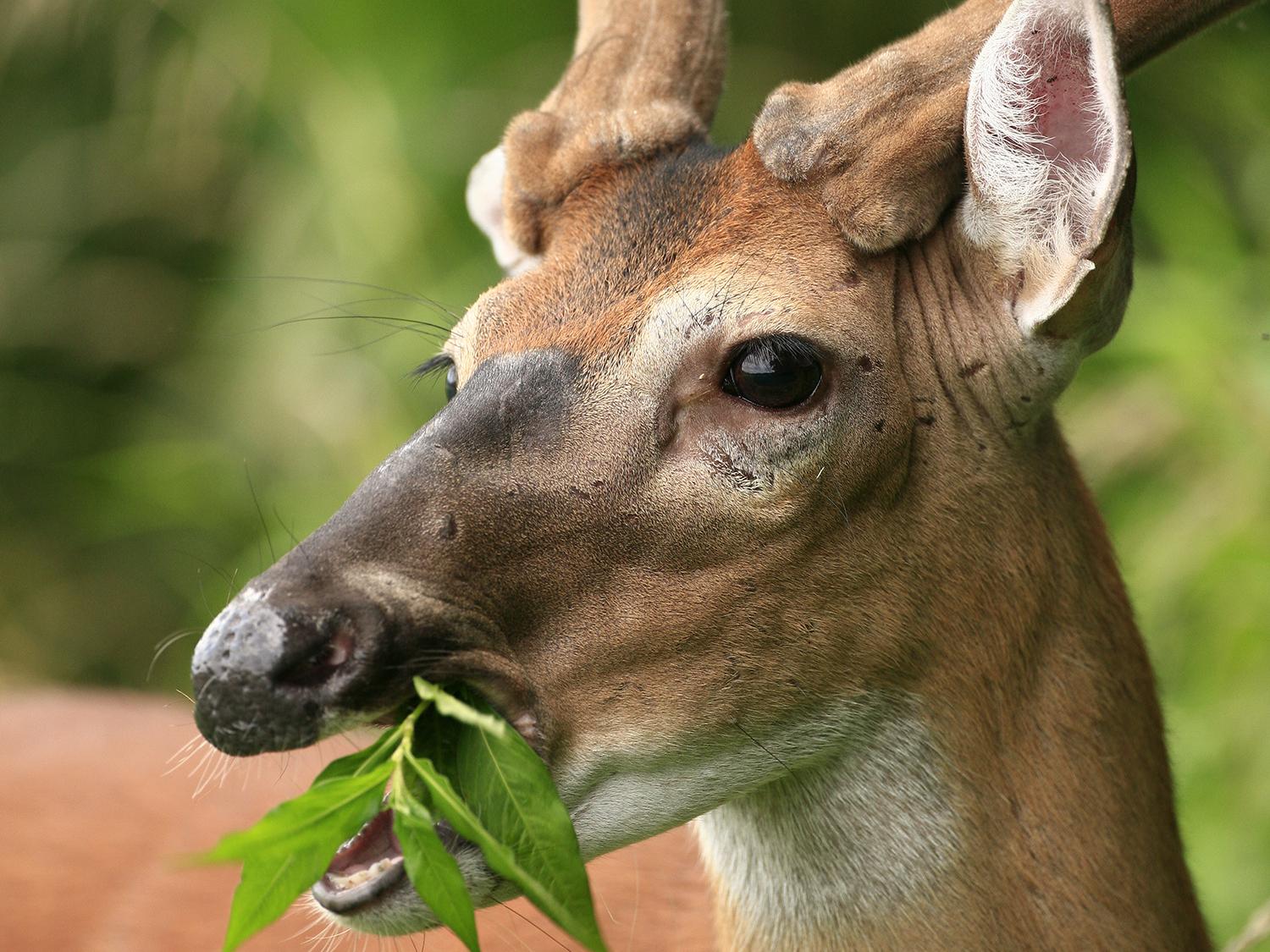 deer with velvet antlers chewing leaf