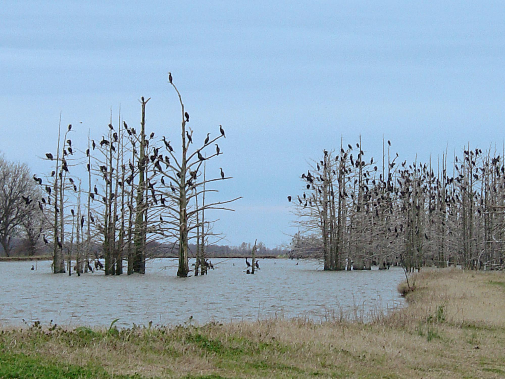 A lake with bare trees full of large birds perched in the branches.
