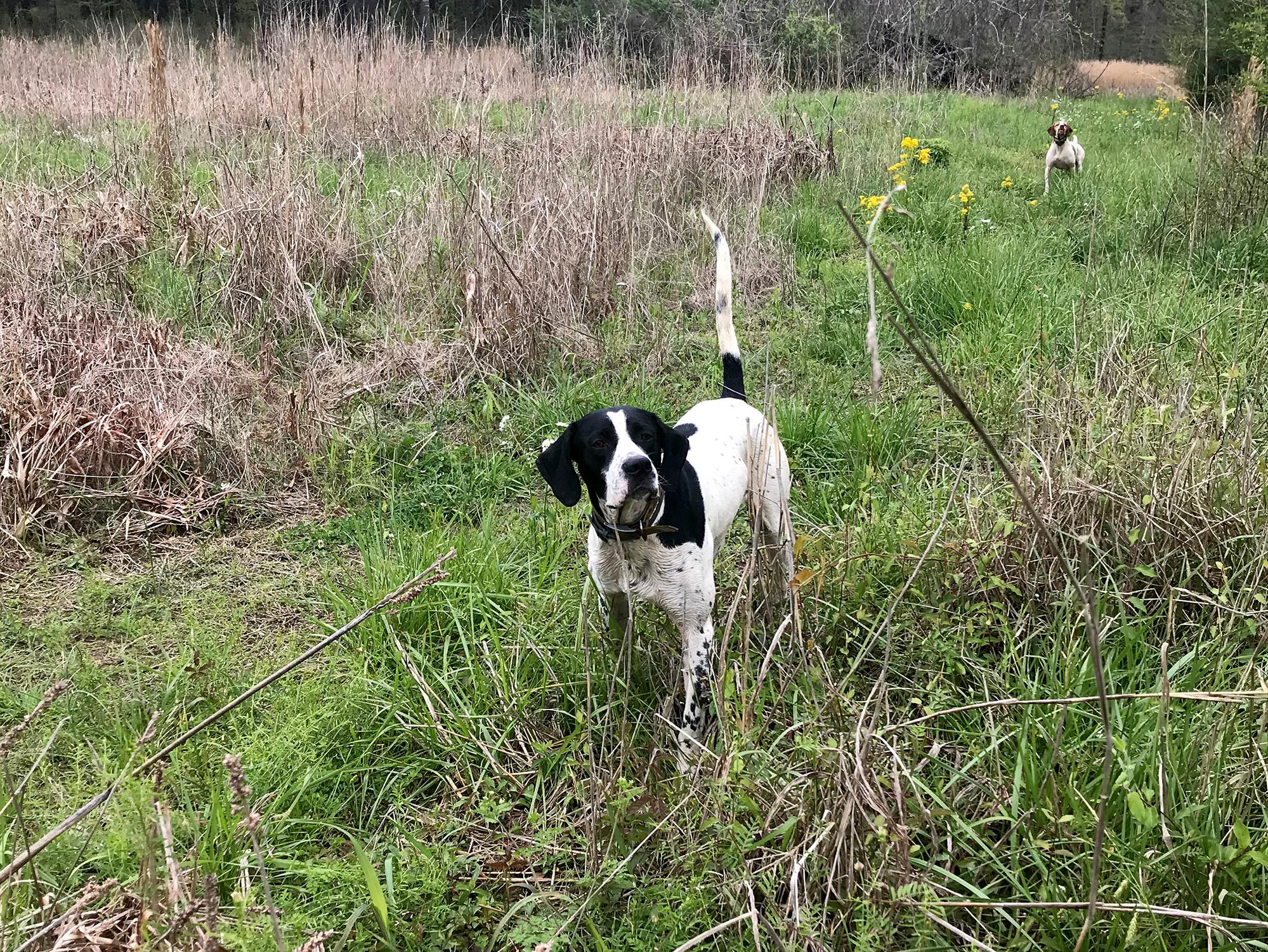 A black and white dog stands alert with his tail up and ears forward in tall grass with trees in the background.