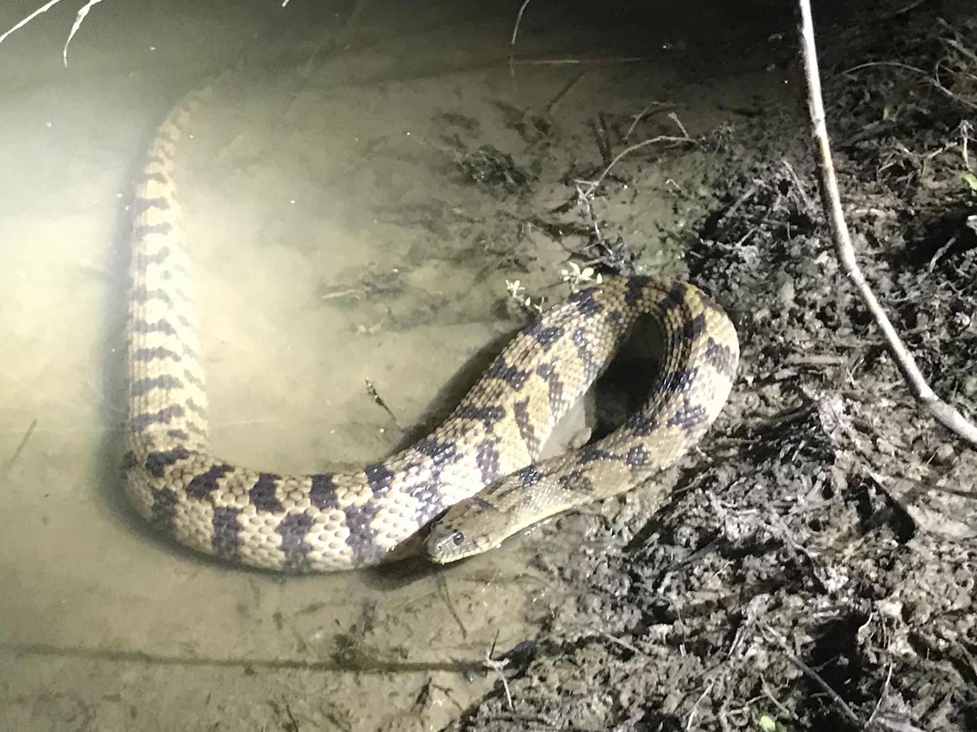 Bright light shines on a large black and gray snake in the water along a pond’s edge at night.