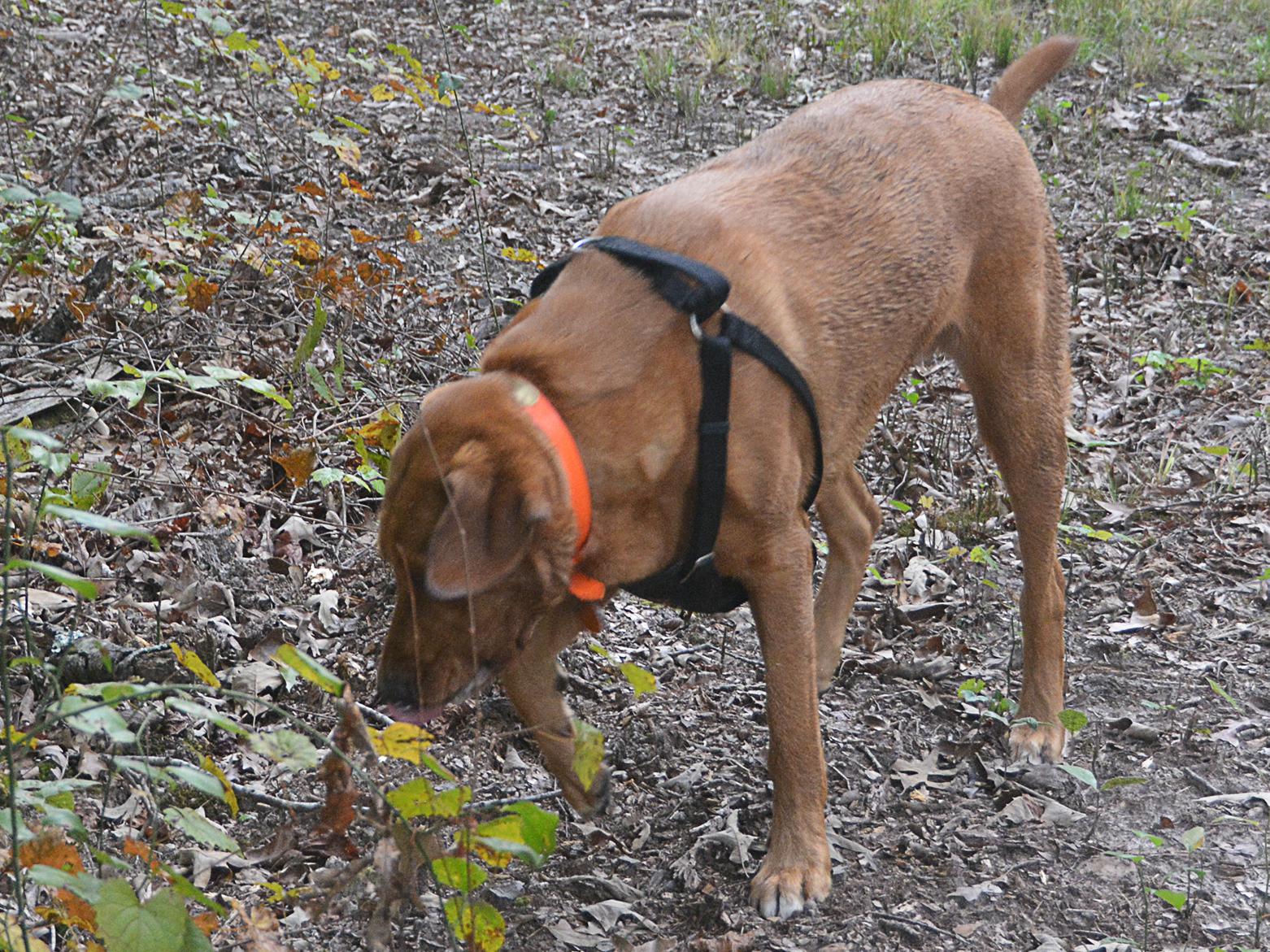 Large, reddish-brown dog wearing a shoulder harness sniffs the ground in a wooded area.