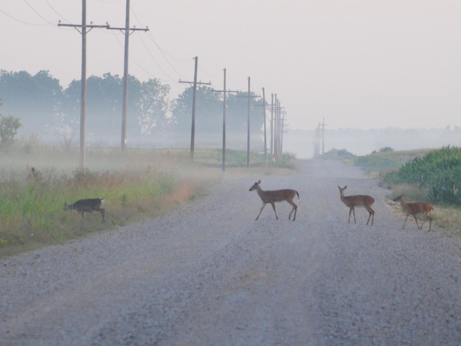 Several deer enter wooded cover area as four deer follow in single file across a gravel road with a corn field behind them on a foggy, early morning.