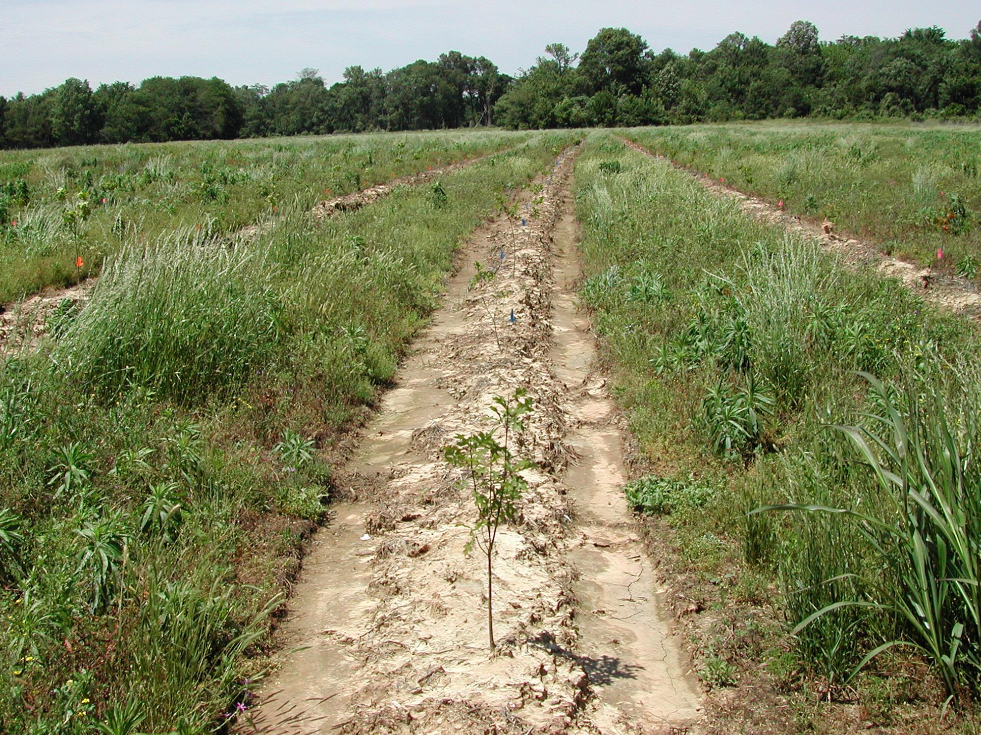A large field with tree seedlings growing in the middle of a long row void of other plants. Adjacent rows are full of grasses and weeds.