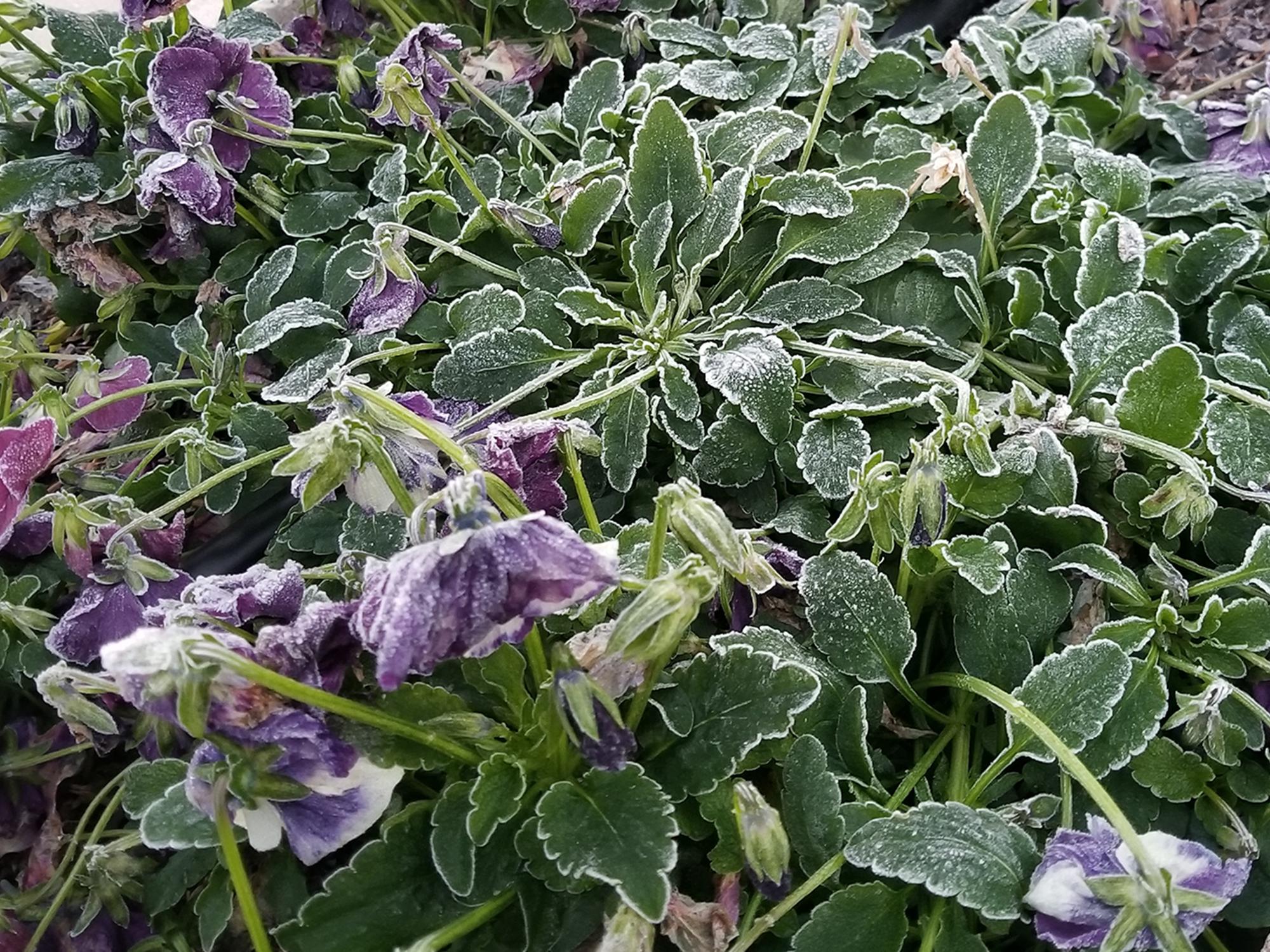 Purple pansy flowers and leaves are drooping and covered with a layer of frost.
