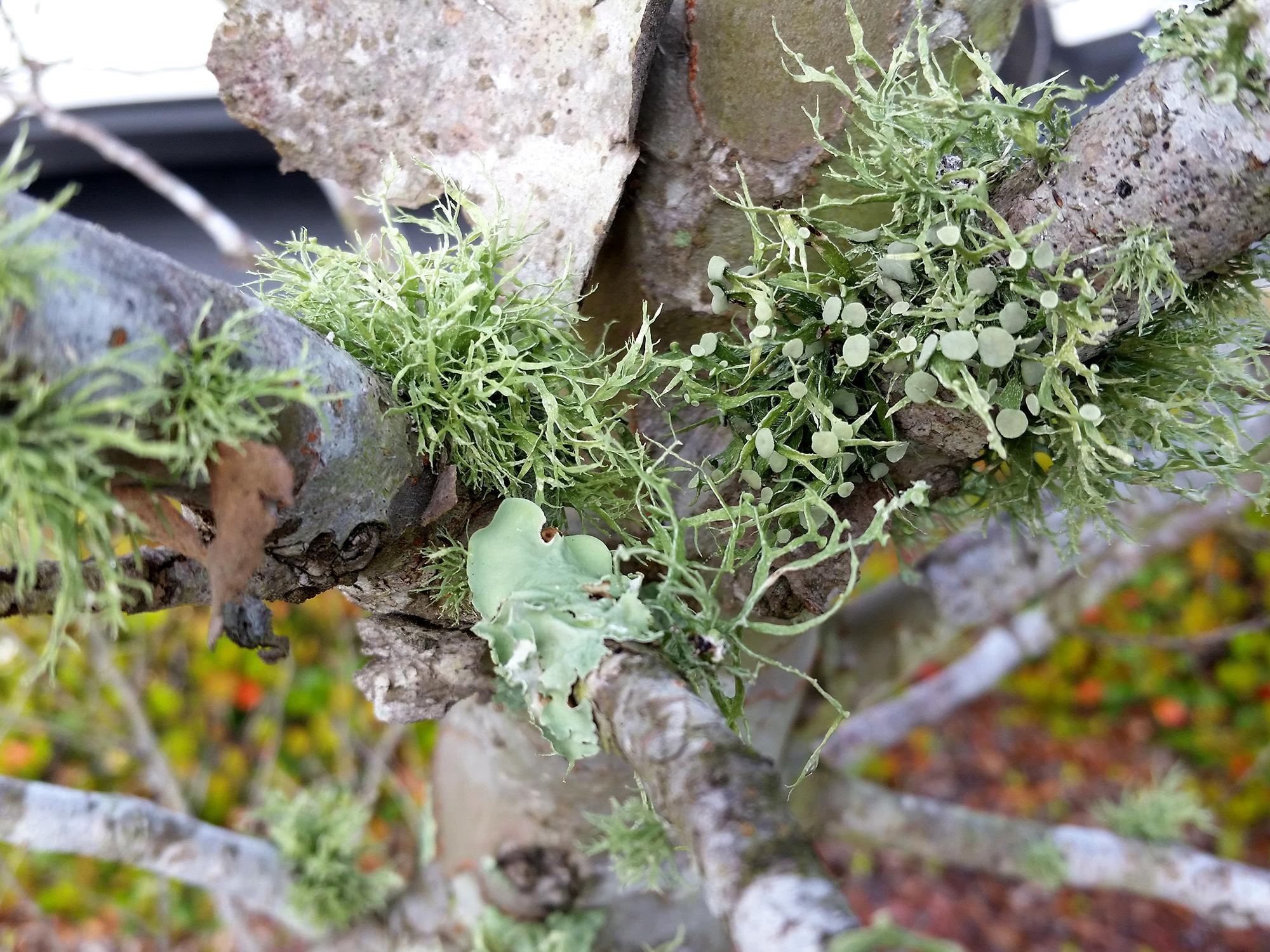 A small tree with leafy green growth on the bark