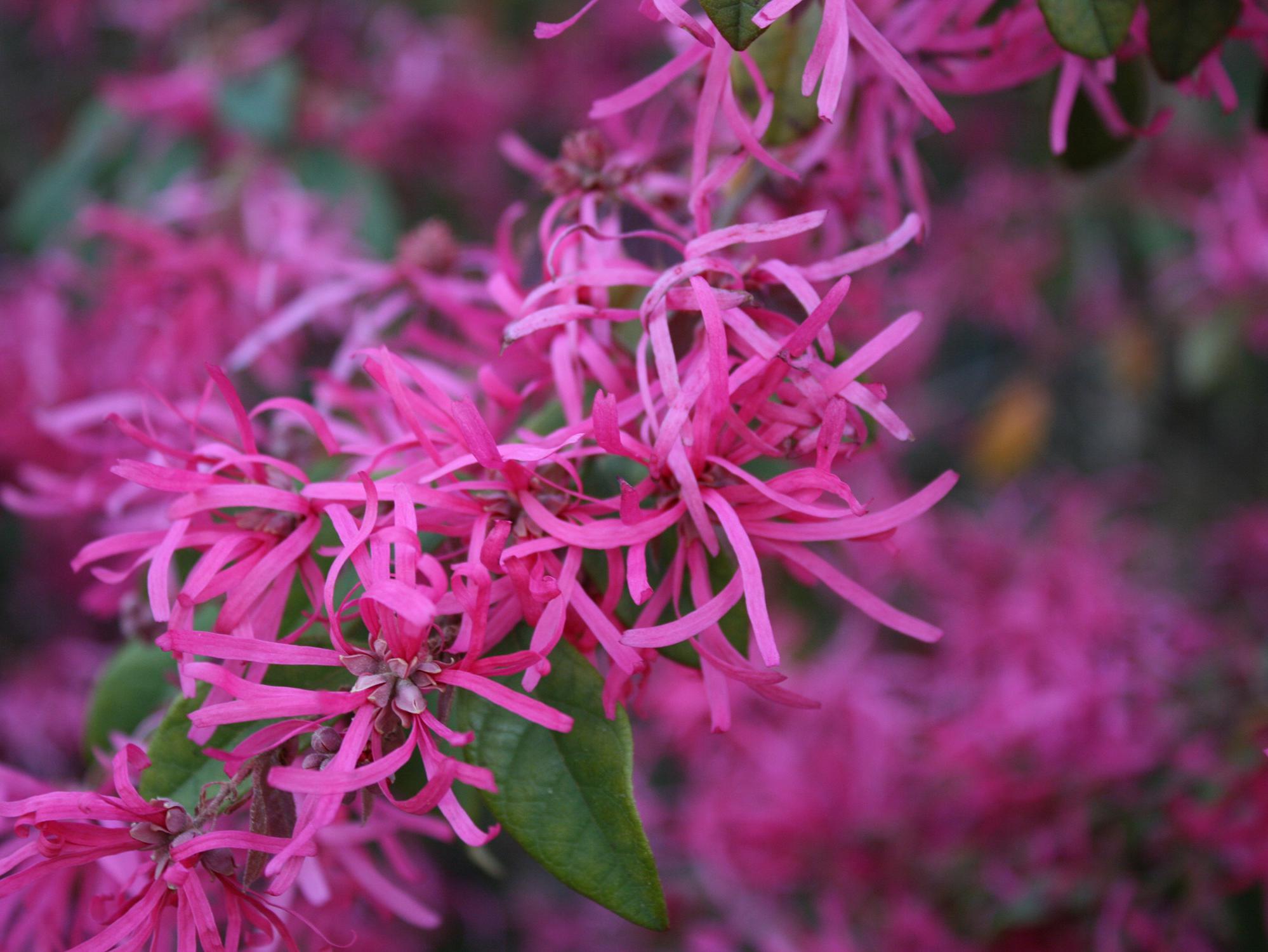 Deep pink blossoms cover the mostly bare branches of a shrub.