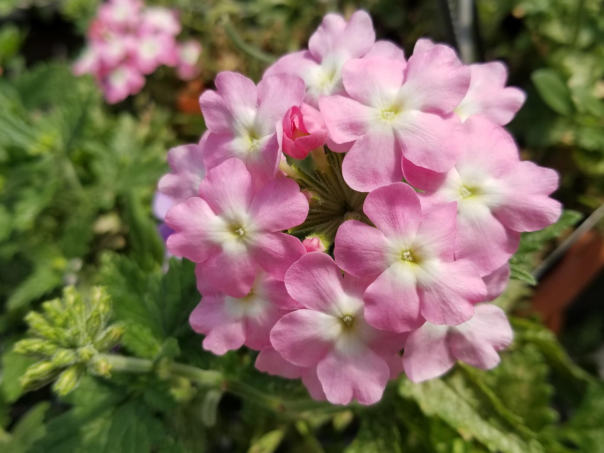 A cluster of small pink verbena flowers with white centers is seen above a bed of green.