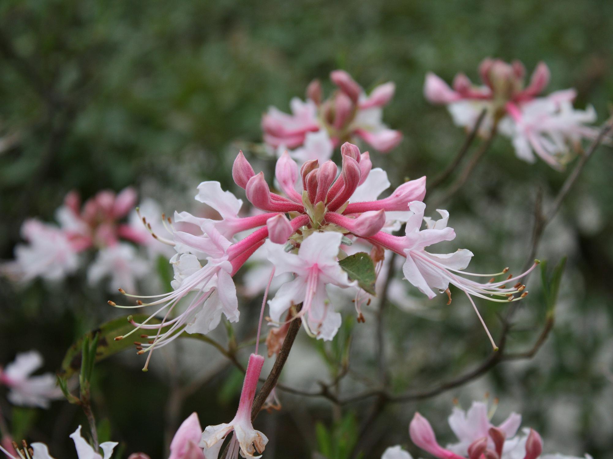A white and pink honeysuckle flower floats in the foreground with green foliage in the back.