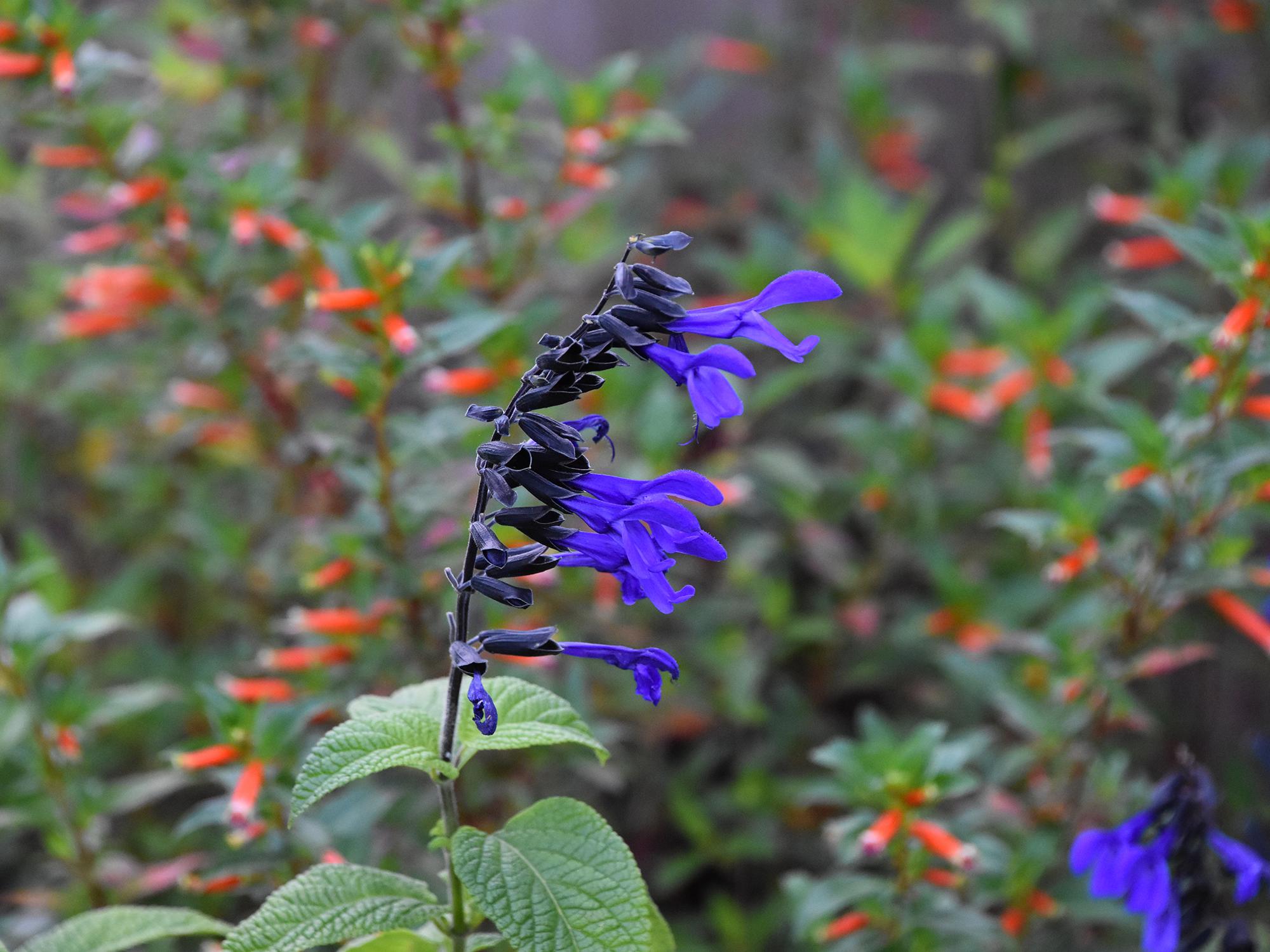 Several deep blue flowers line the upright stem of a plant.