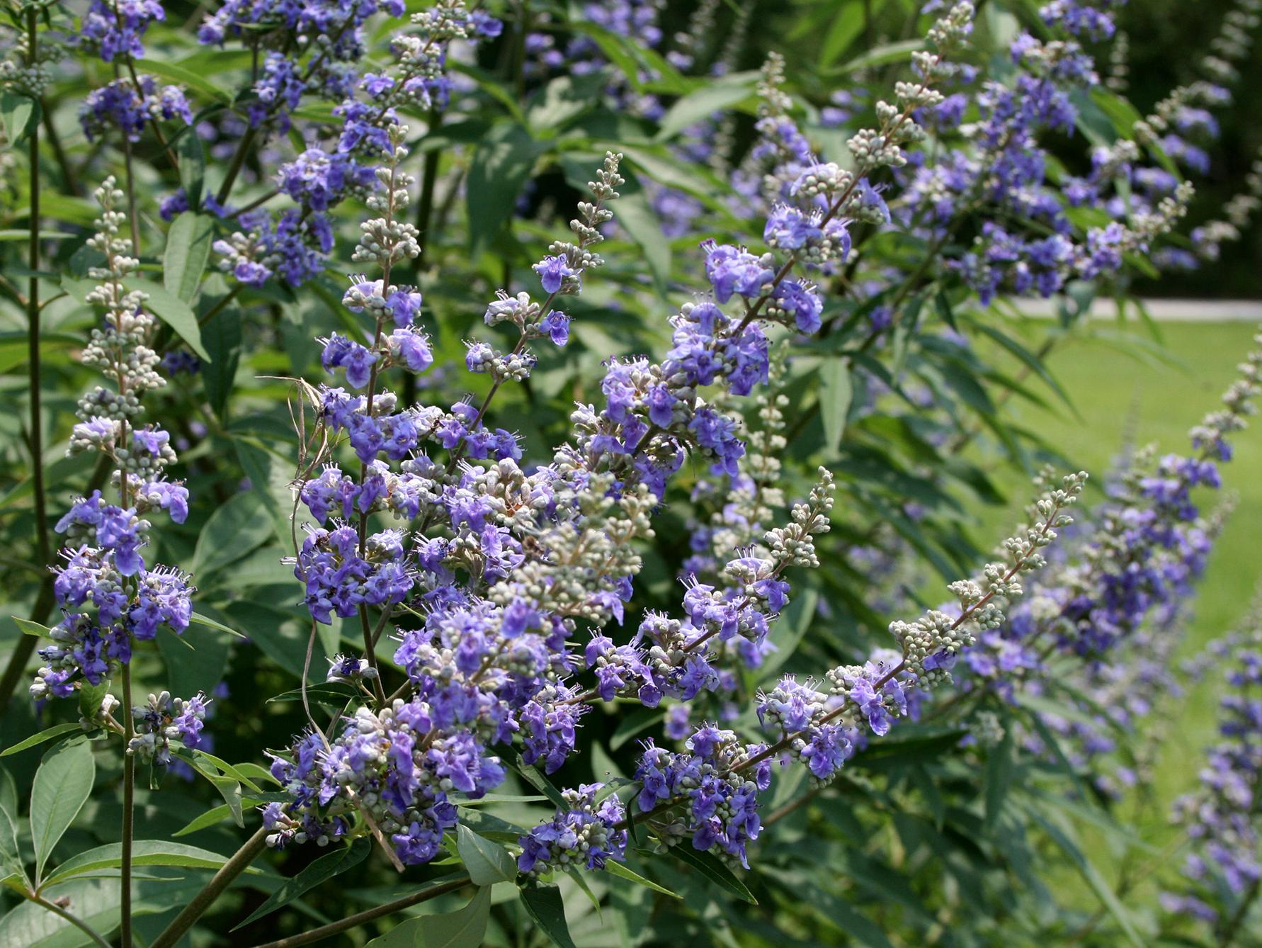 Spikes covered with small purple flowers extend from a green bush.