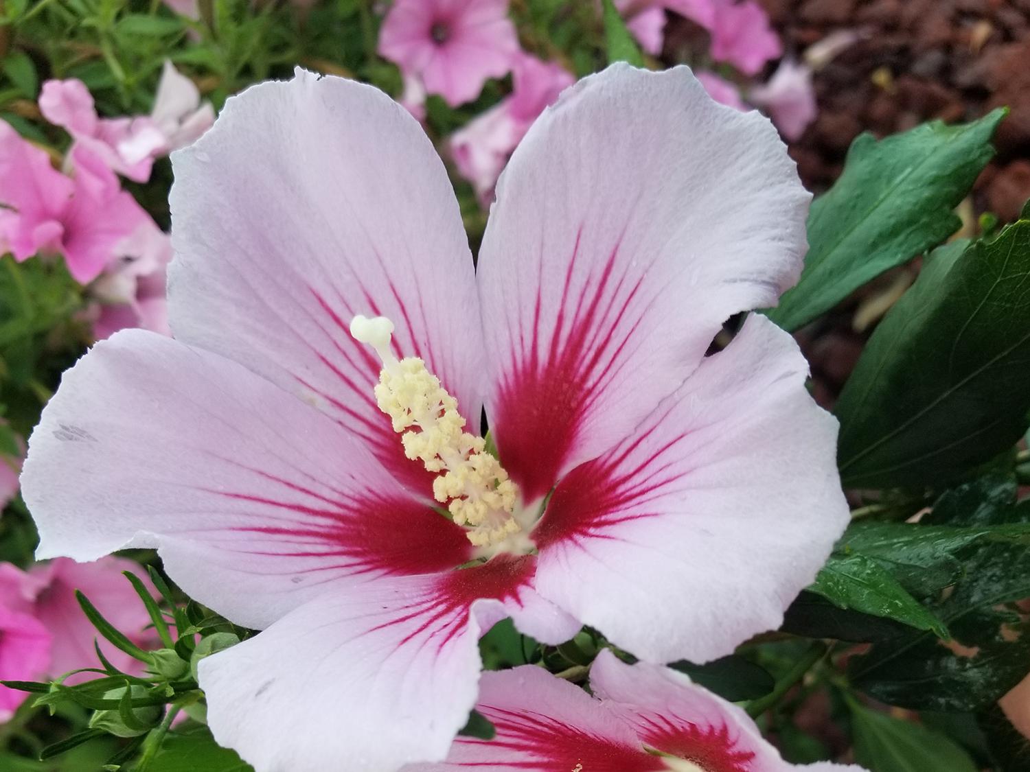 Rose Of Sharon Images