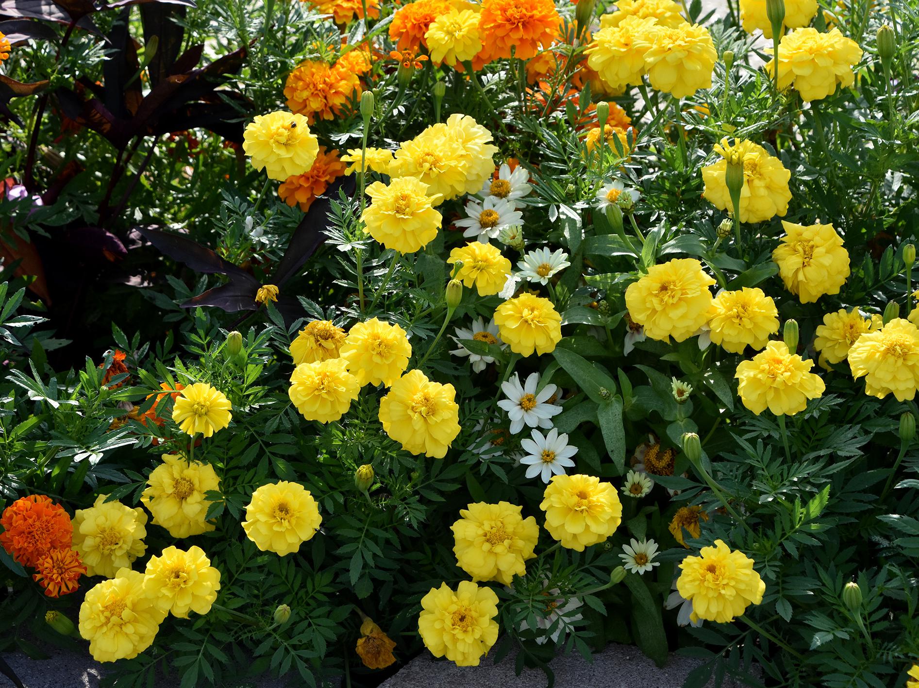 French marigolds add fall vibrancy to gardens  Mississippi State  University Extension Service