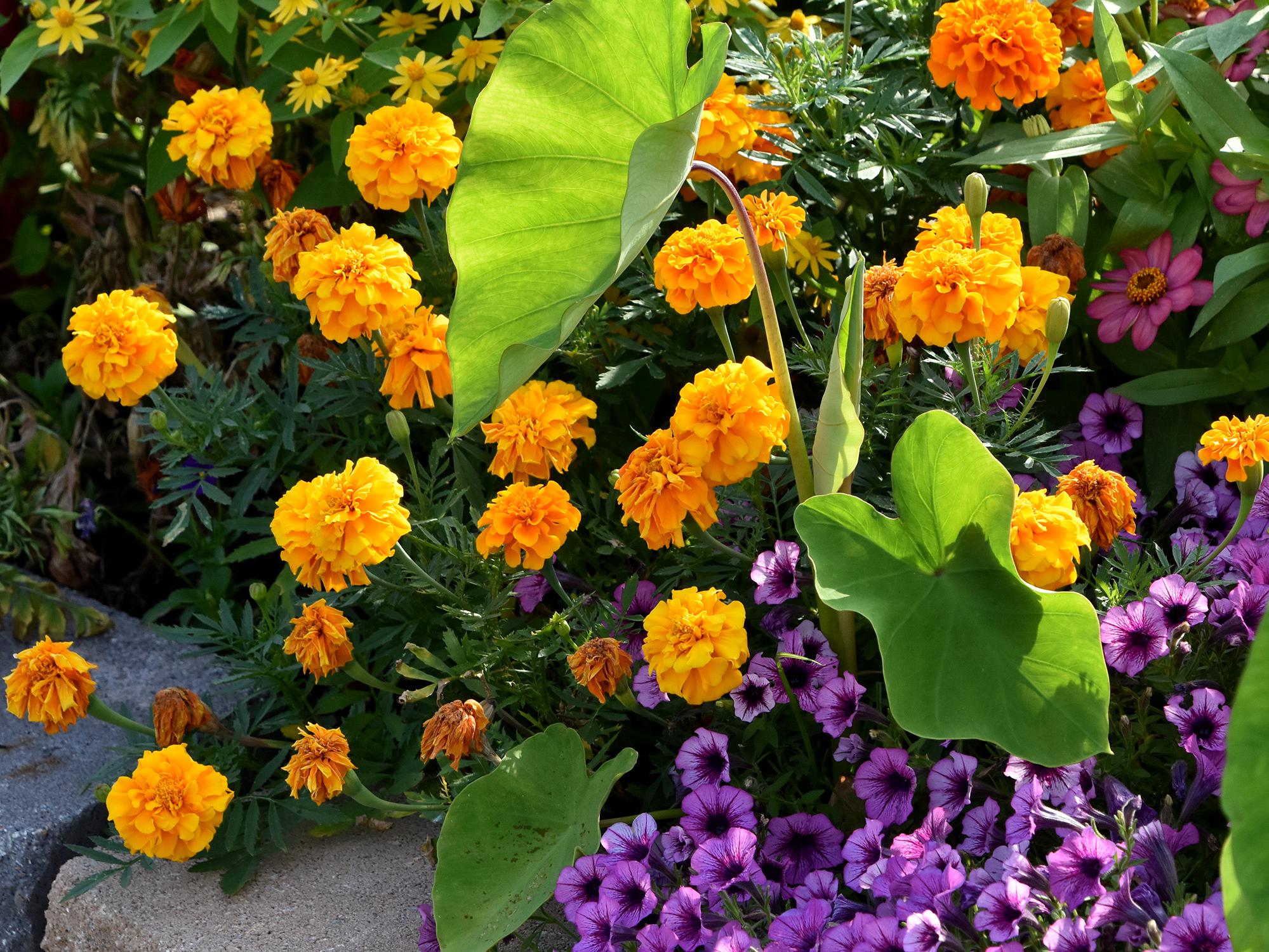Orange marigolds grow in a bed with purple blooms and green elephant ears.