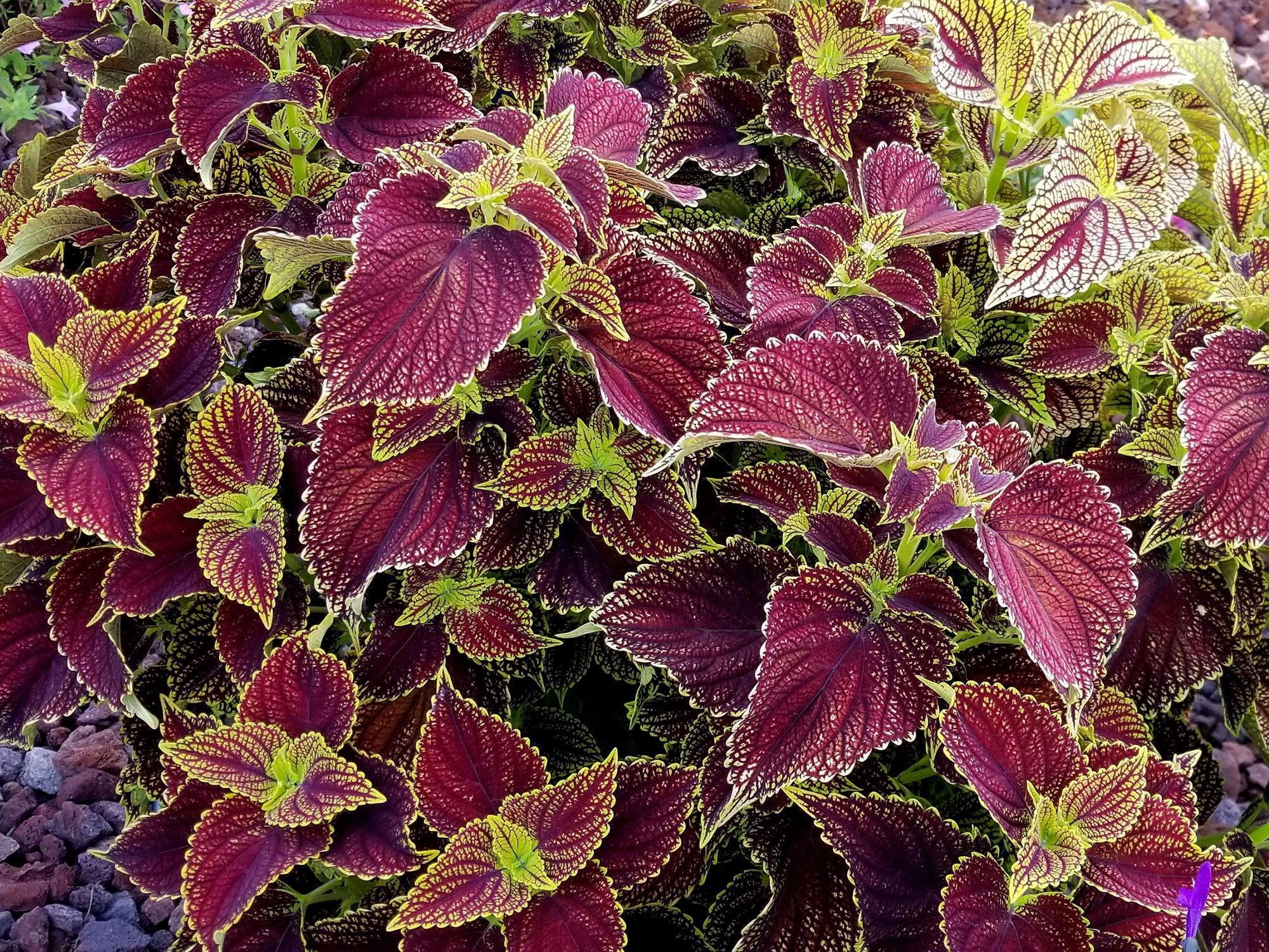 Variegated burgundy and chartreuse coleus laves fill a container.​