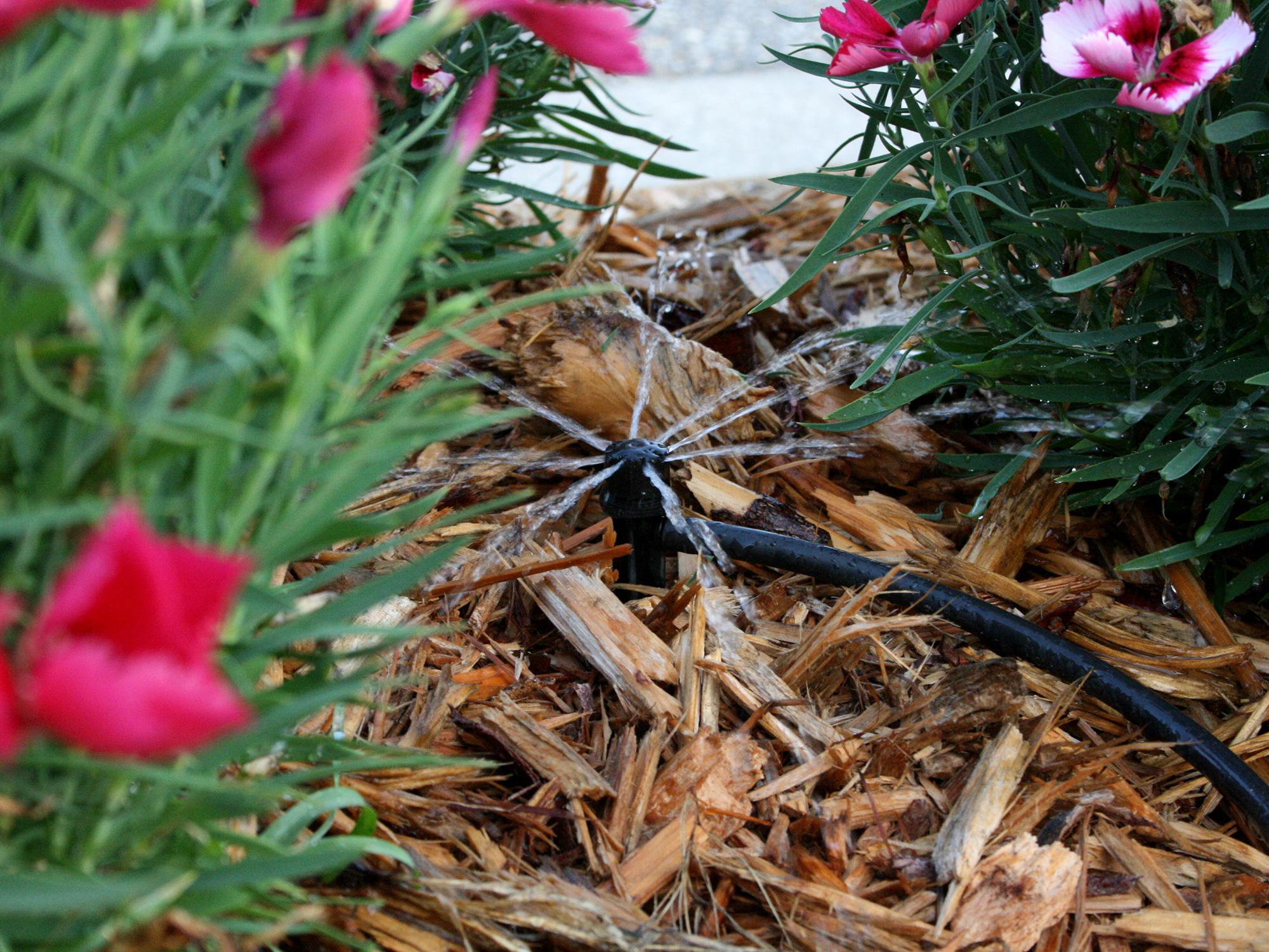 A sprinkler with a black hose nestled in light brown pine straw lightly sprays pink flowers.