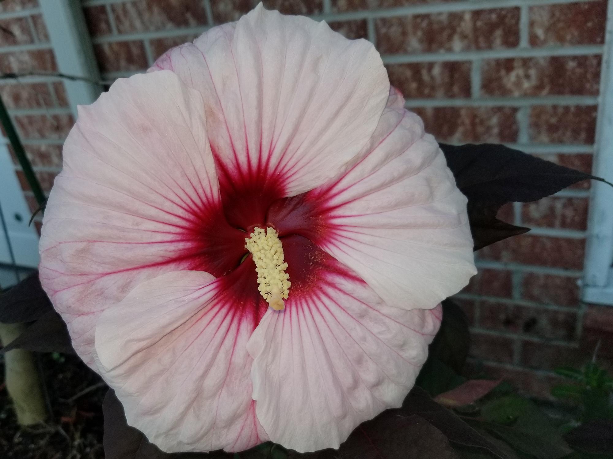 A large, light pink flower with a dark center fills the frame from its placement in front of a brick wall.
