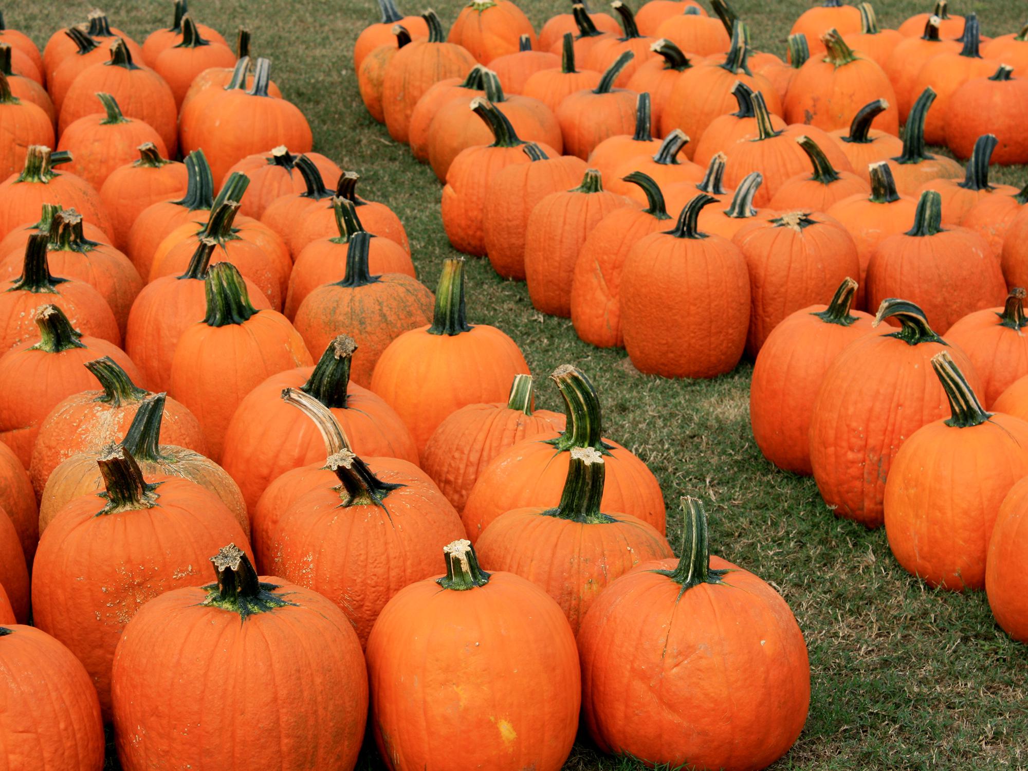 Dozens of bright-orange pumpkins sit in rows on the grass.