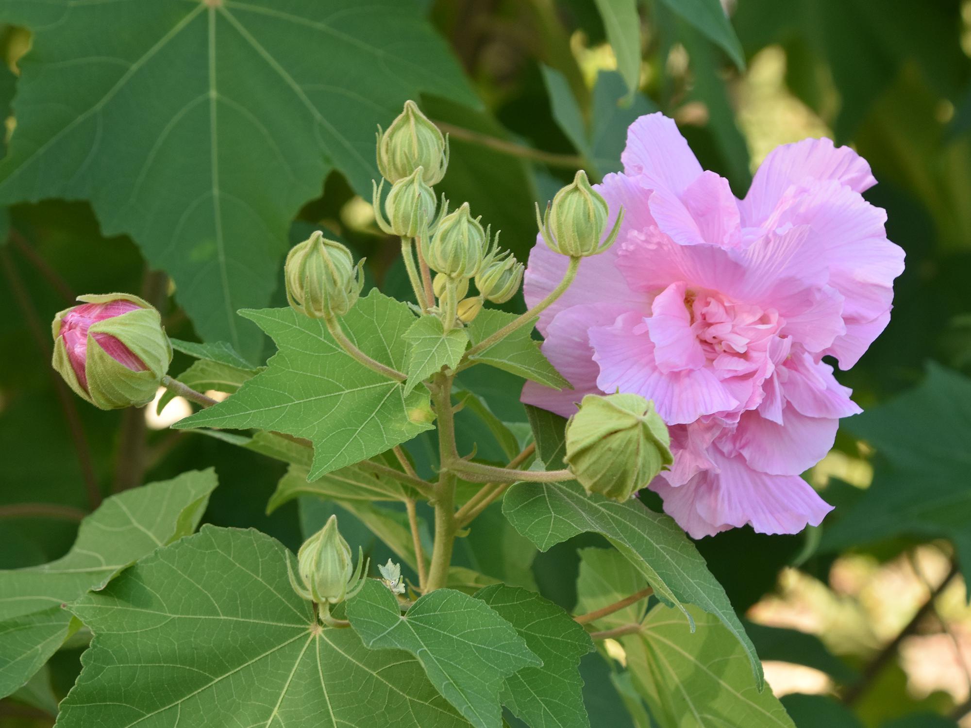 Confederate rose is great for fall blooms Mississippi State