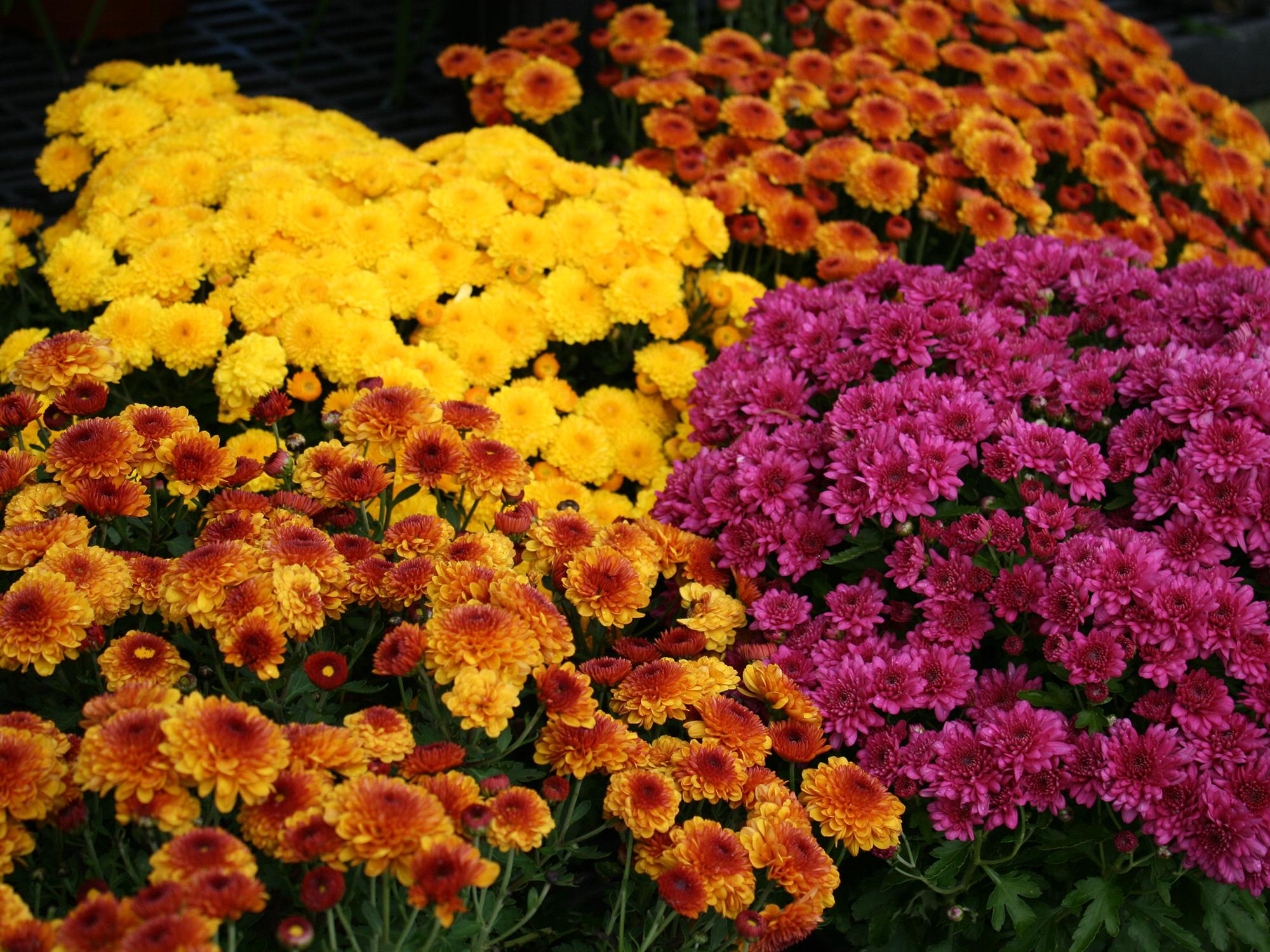 fall mums make a big pretty landscape splash mississippi state