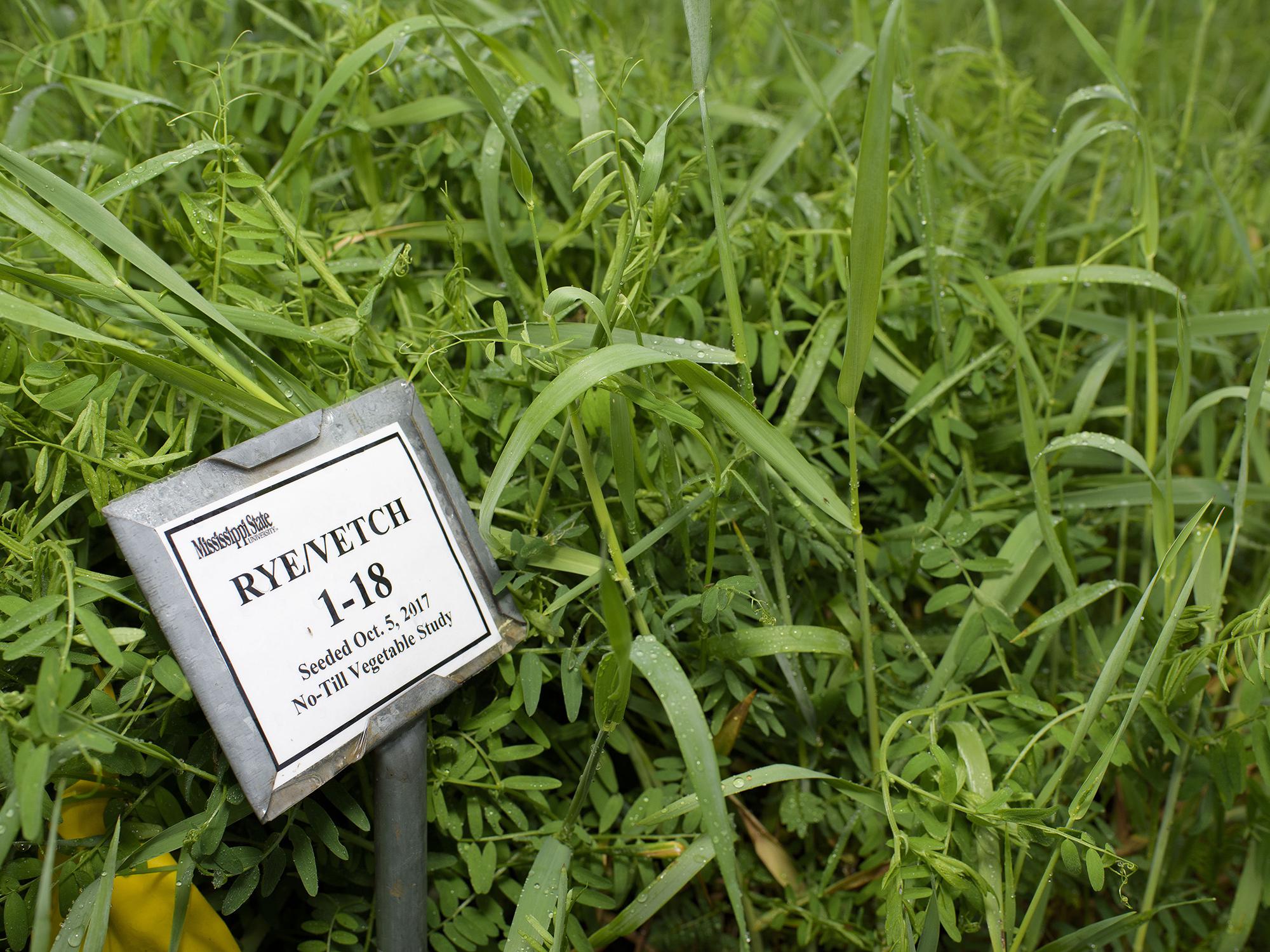 A clump of green rye and vetch grasses with a label resting on a short metal pole in the foreground.