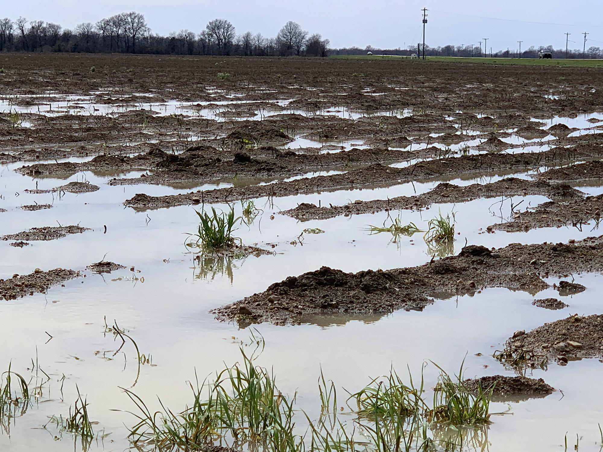 An overcast sky is reflected in water standing over and between the rows of a muddy field.
