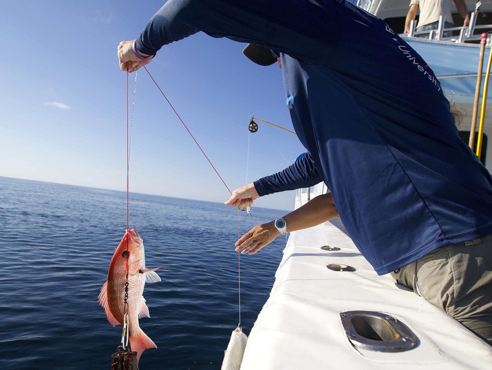 A man in a boat holds a red snapper fish with a hook-and-line mechanism.