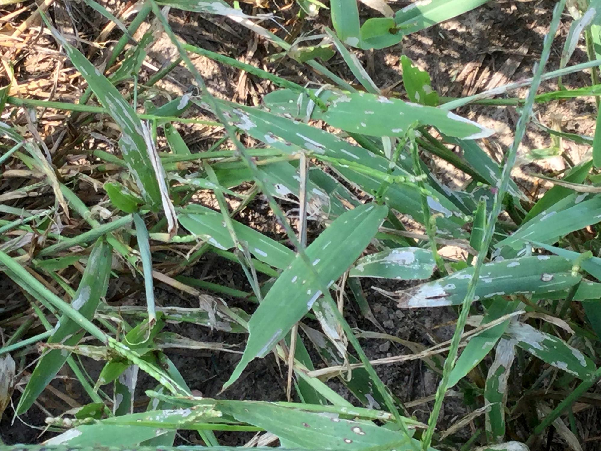 A closeup of signal grass blades shows grayish areas from armyworm damage.