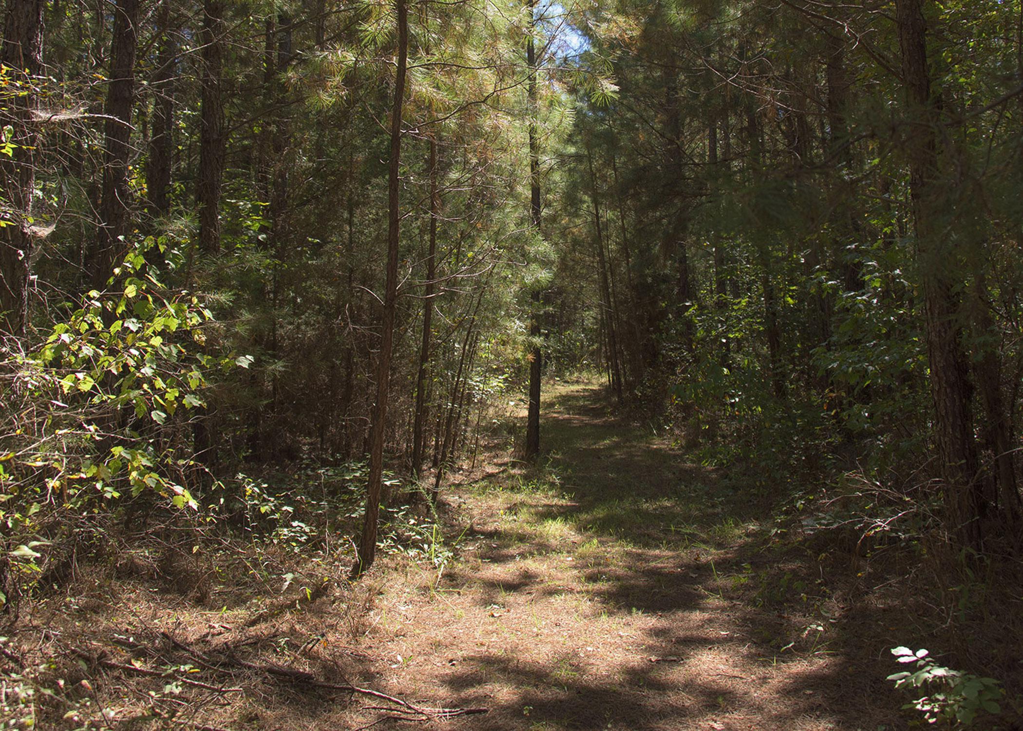 Pine trees surround a small clearing in a Mississippi forest.
