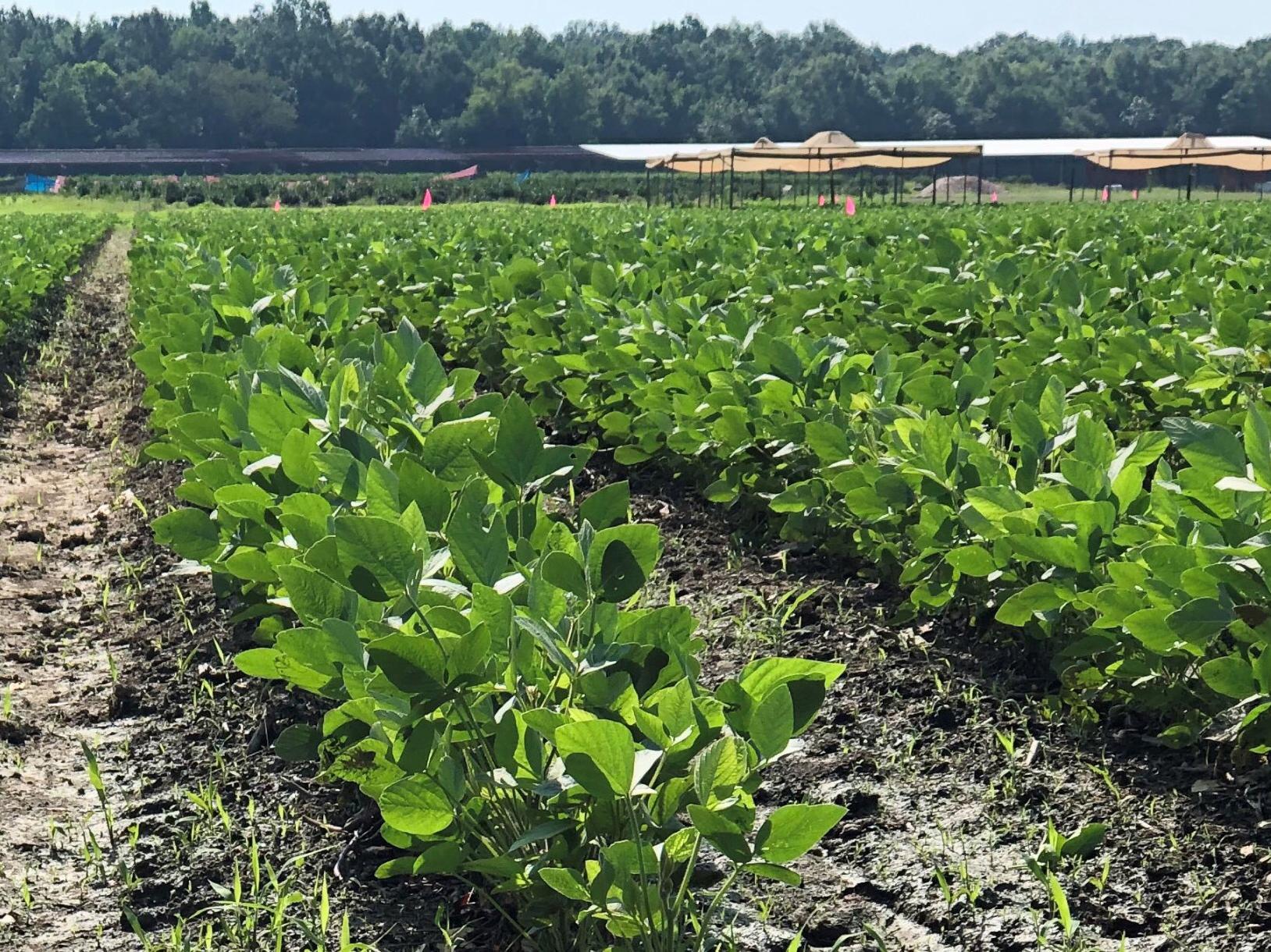 Rows of young soybean plants sticking a foot above ground.