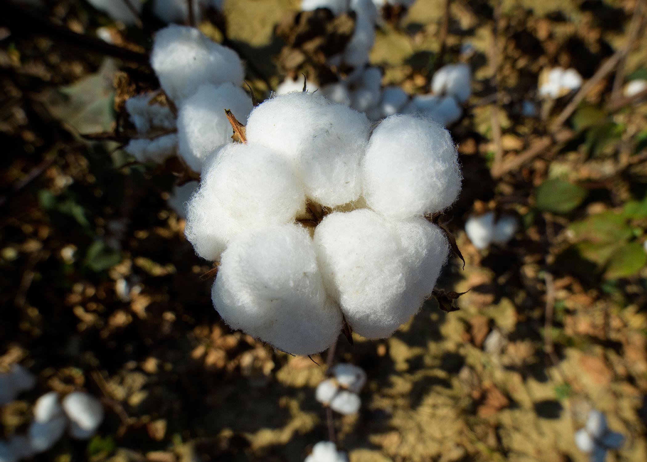 A pure white cotton boll opens on a brown stem.