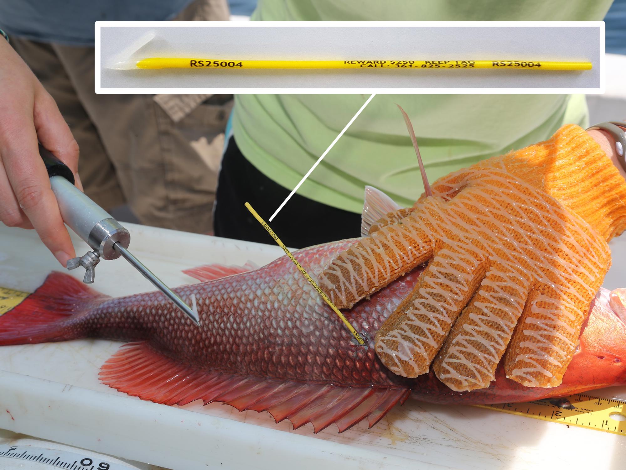 One gloved hand holds a reddish fish on a table while an ungloved hand holds a small tool just used to insert a dart slightly below the top fin. A small photo inserted over part of the main photo shows a close-up view of a small, spear-like rod with a white point on one end and black writing on the yellow portion.