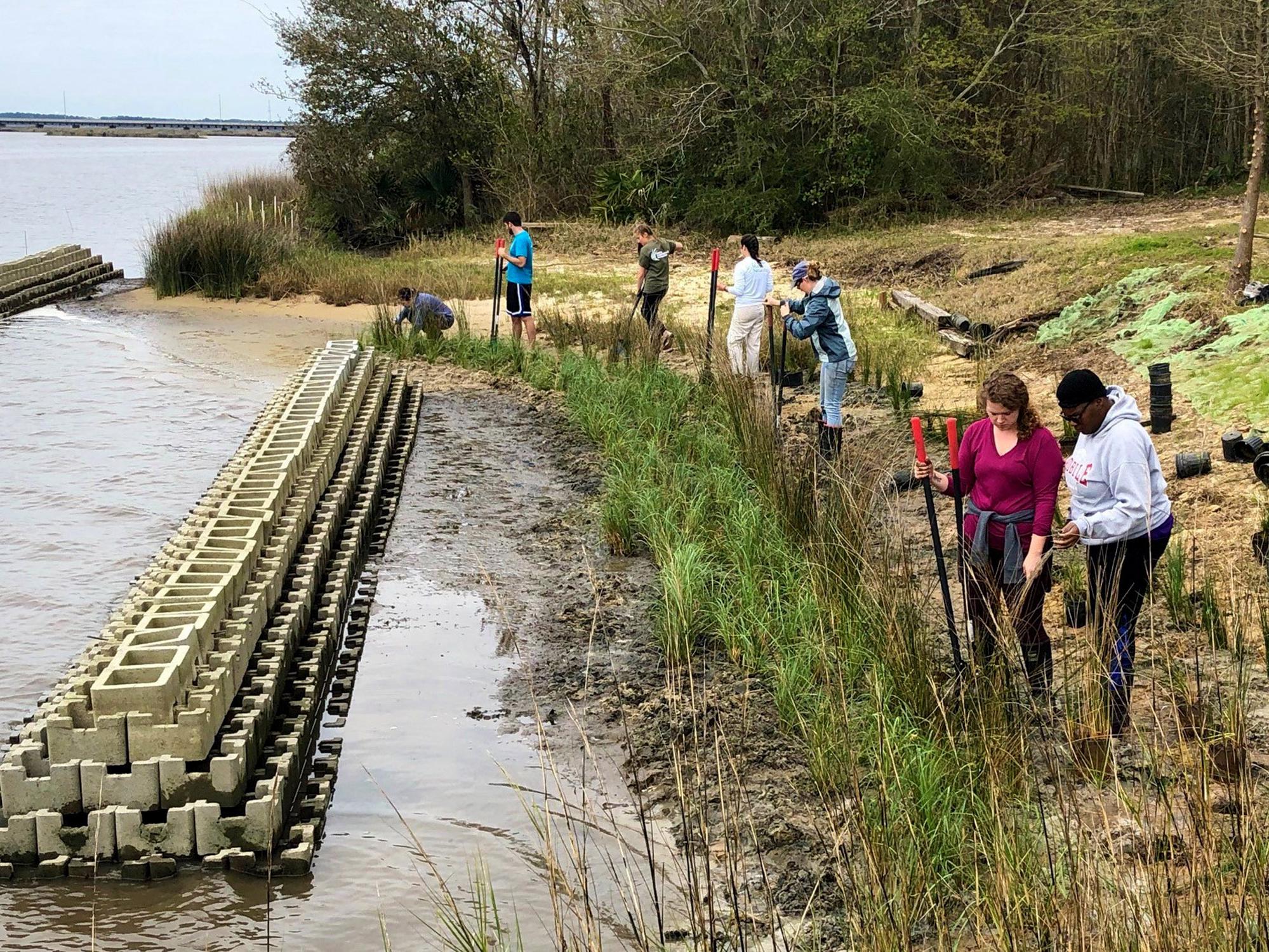 Living Shorelines Are Worth The Effort | Mississippi State University ...