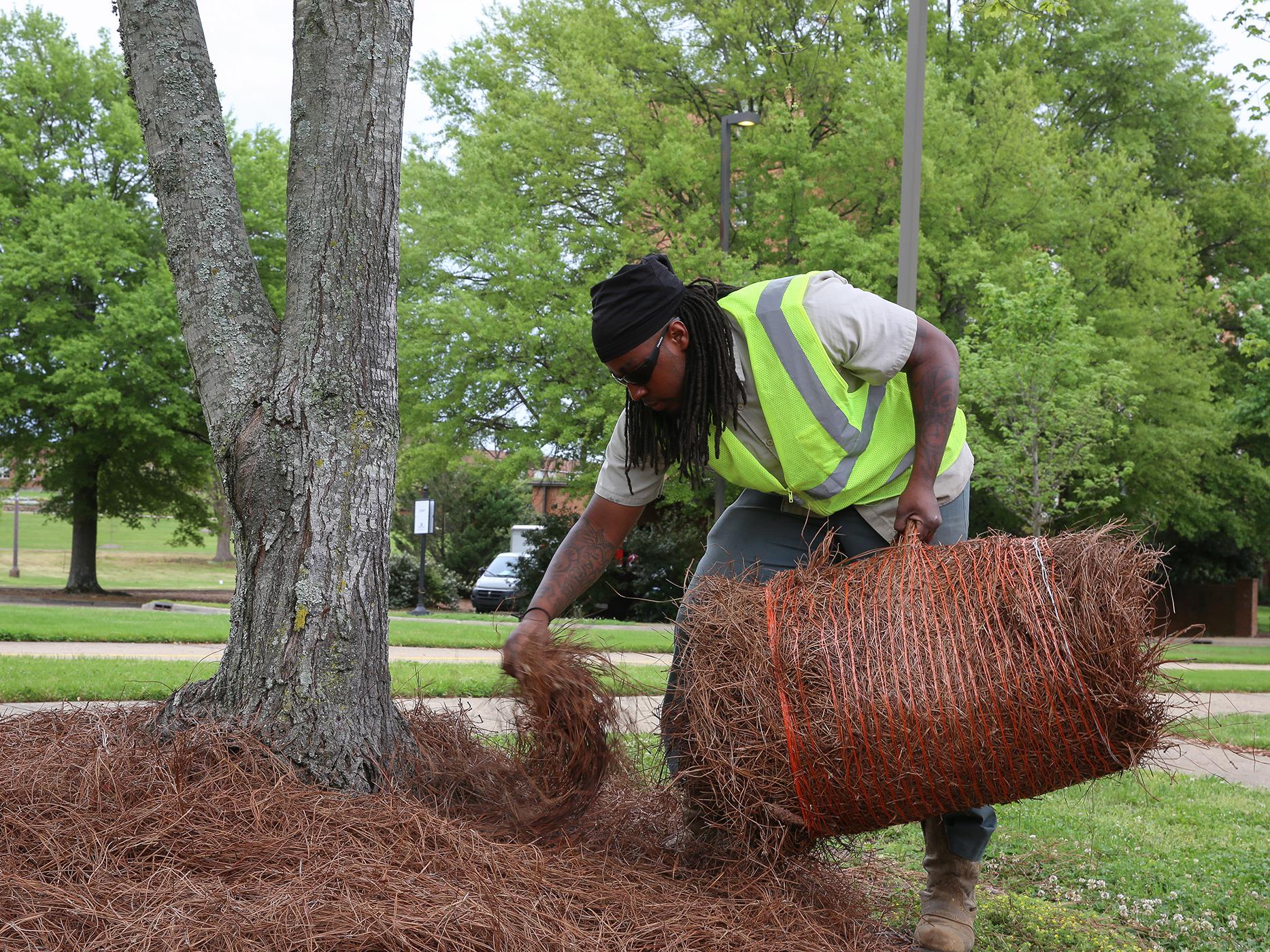 Pine growers attempt to rake in the profits