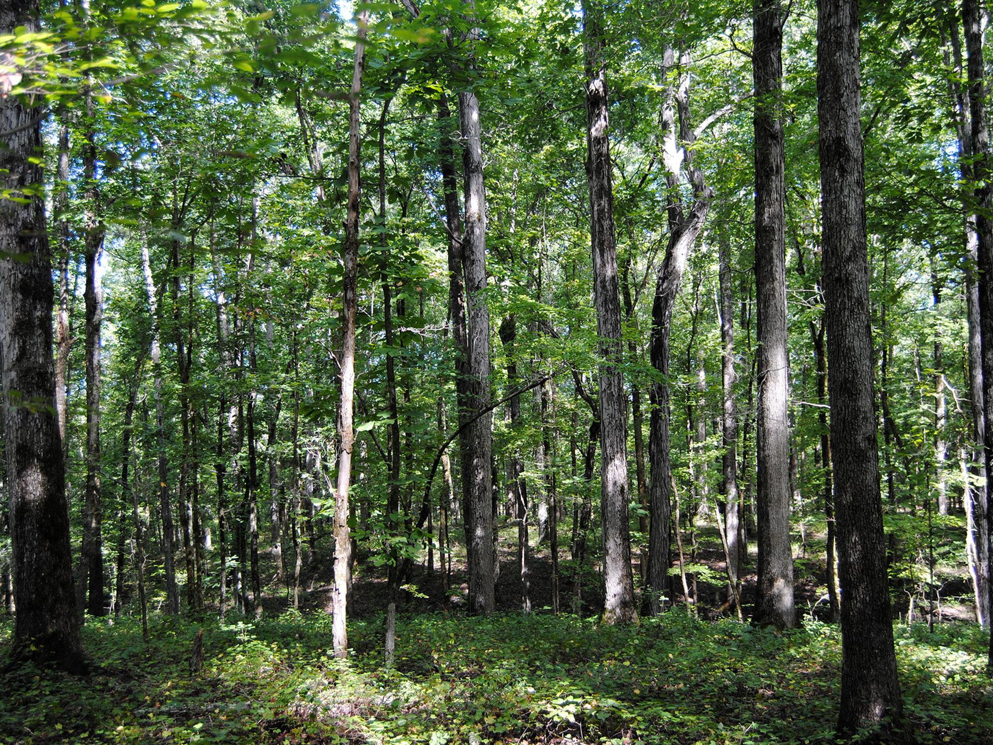 Countless trees of various sizes with the sun breaking through the canopy in spots.