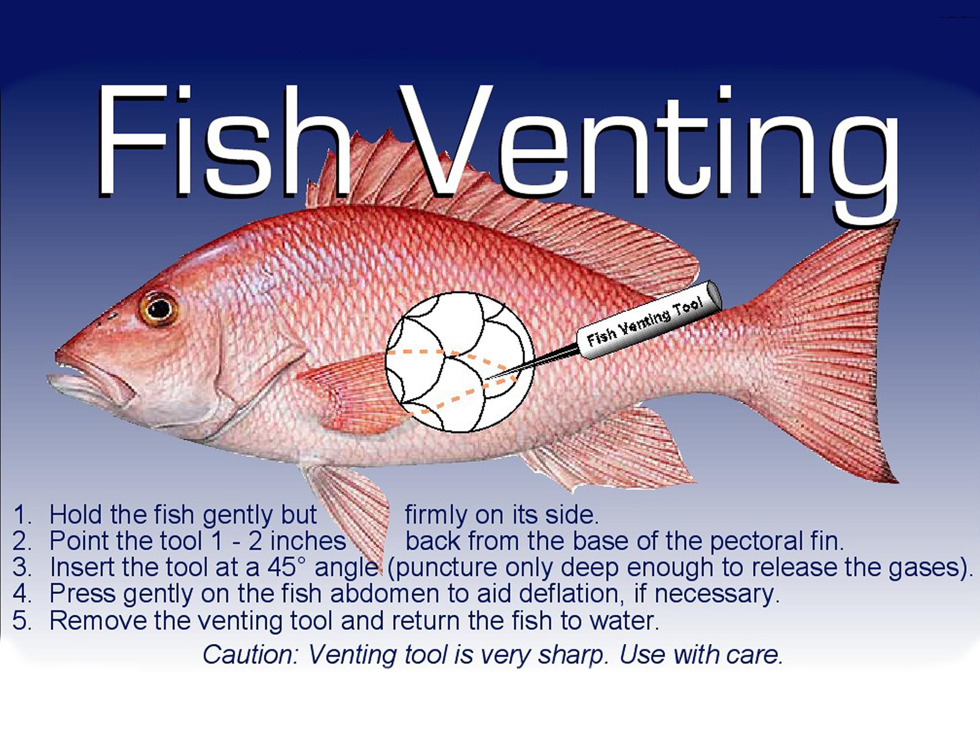 Side view of a fish with a needle device pointed between scales in the lower midsection. “Fish Venting Tool” is printed on the handle of the needle.