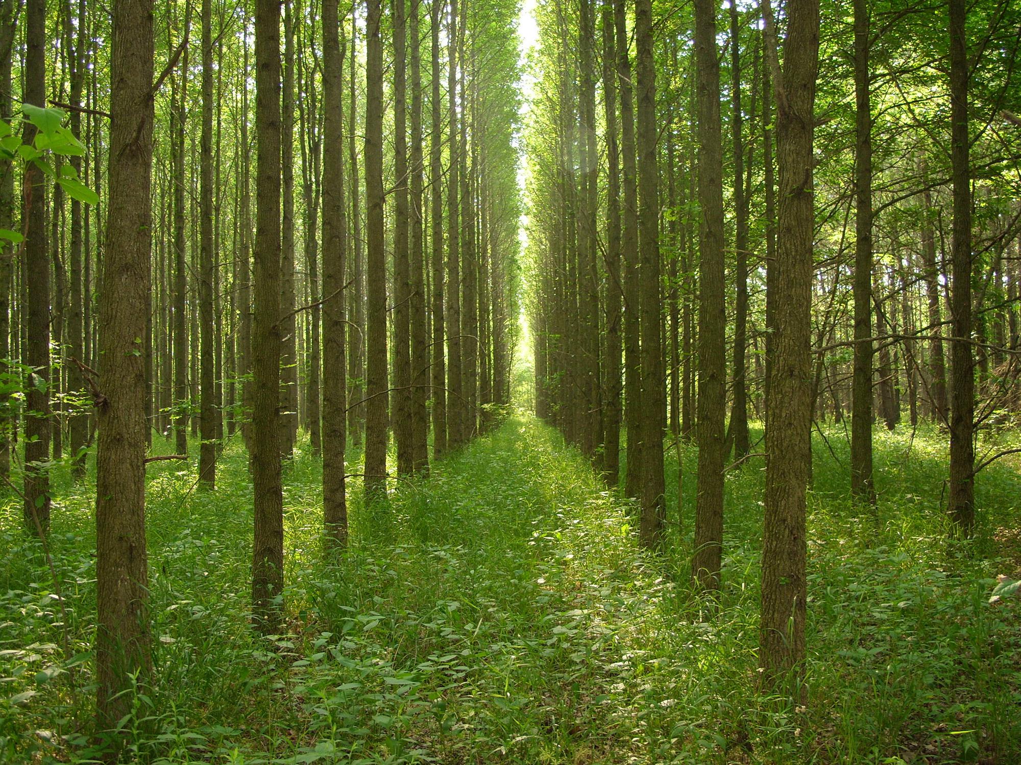Medium-sized trees grow in straight rows as the sun highlights the green treetops and ground covering.