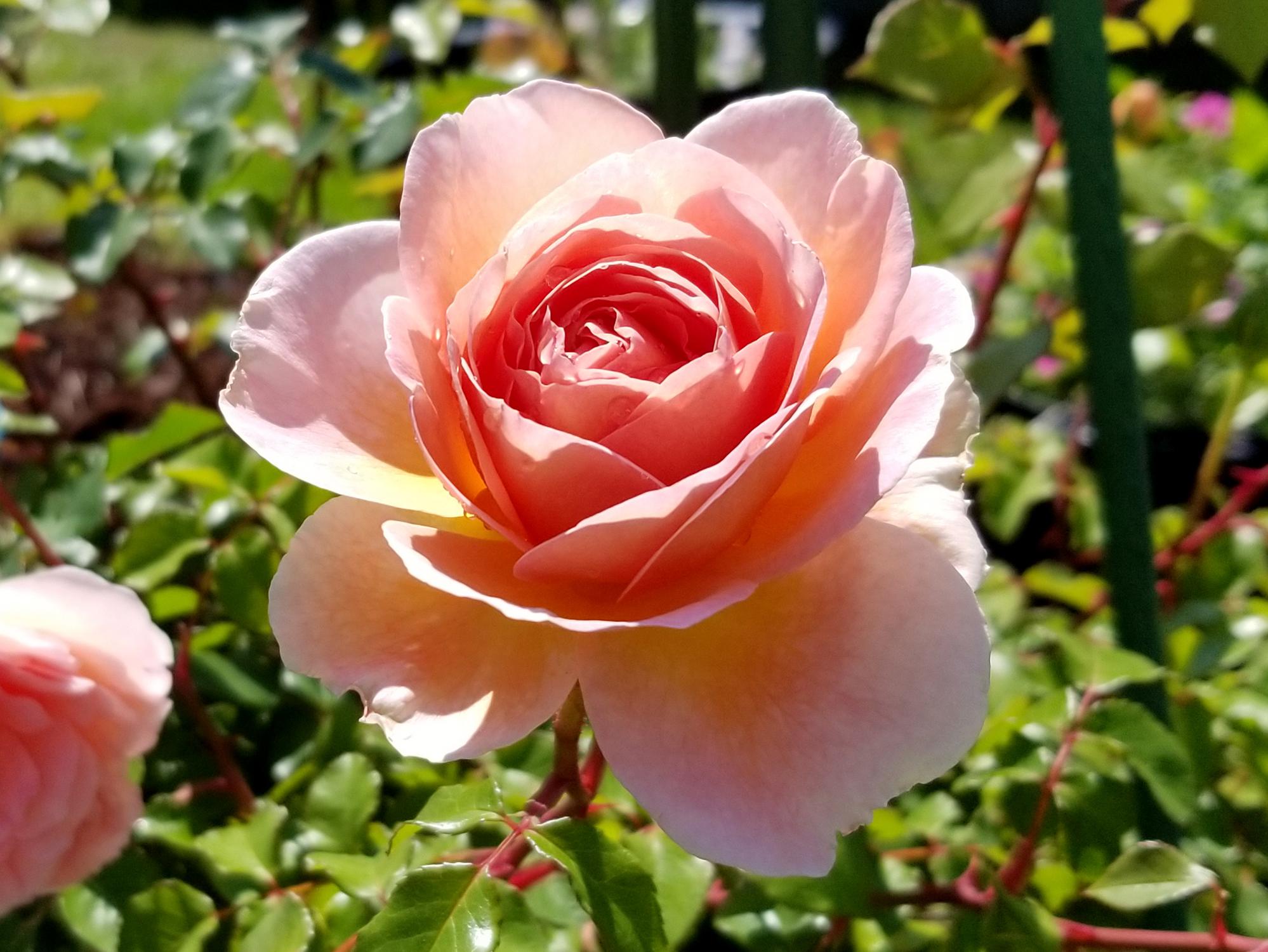 A single rose in peach tones blooms against a blurry green background.