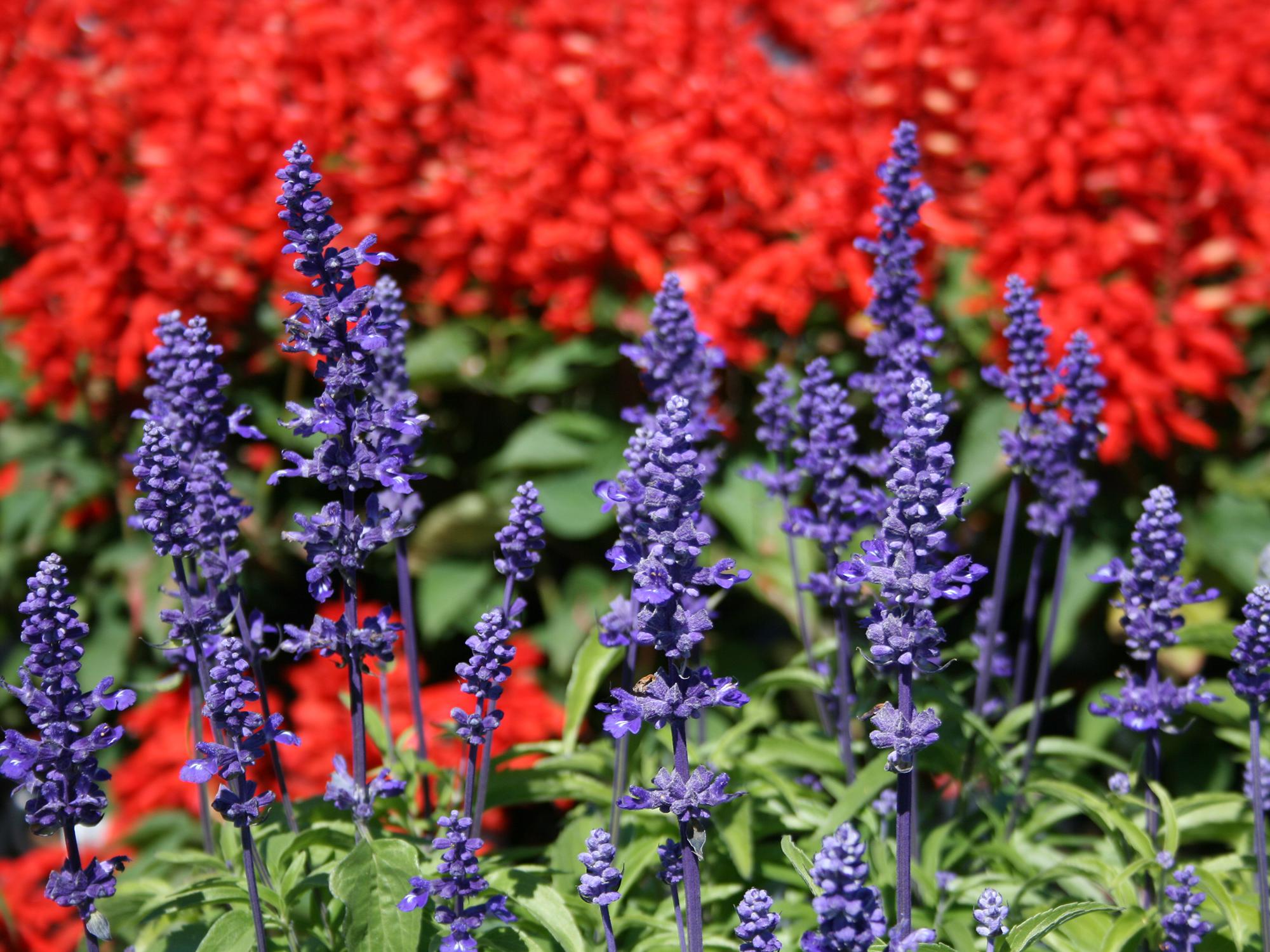 About two dozen upright flowers are in front of sea of red flowers out of focus in the background.