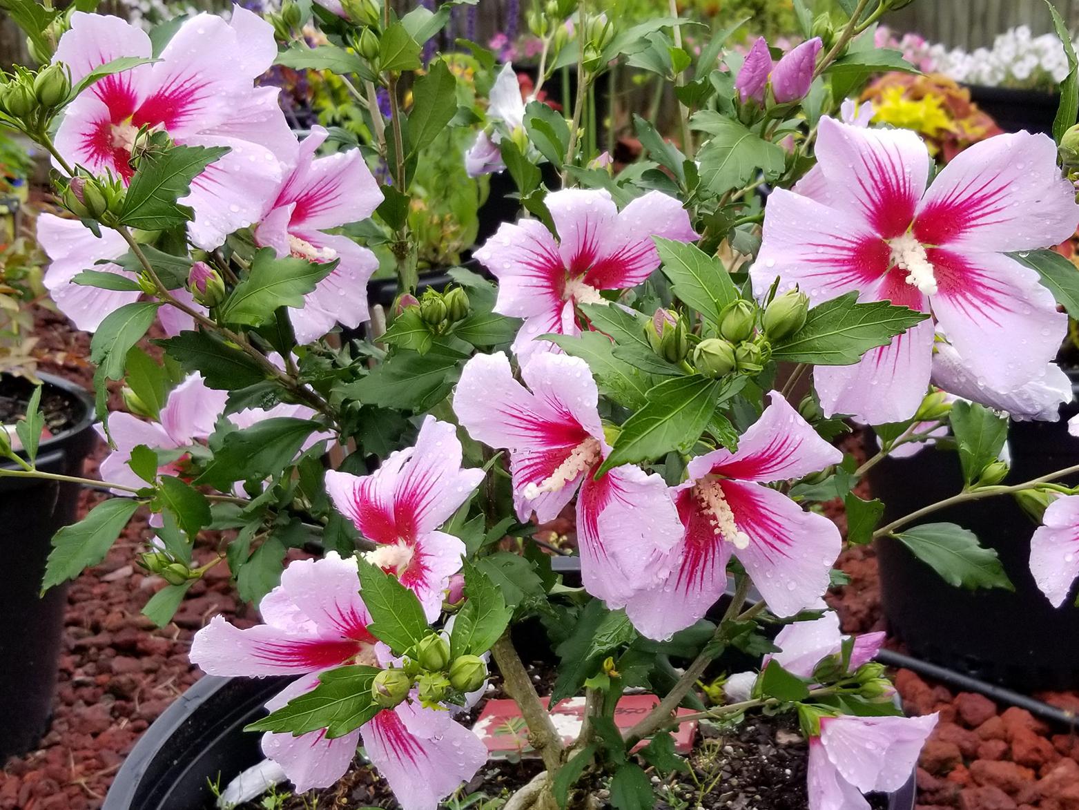 light pink flower with dark pink center