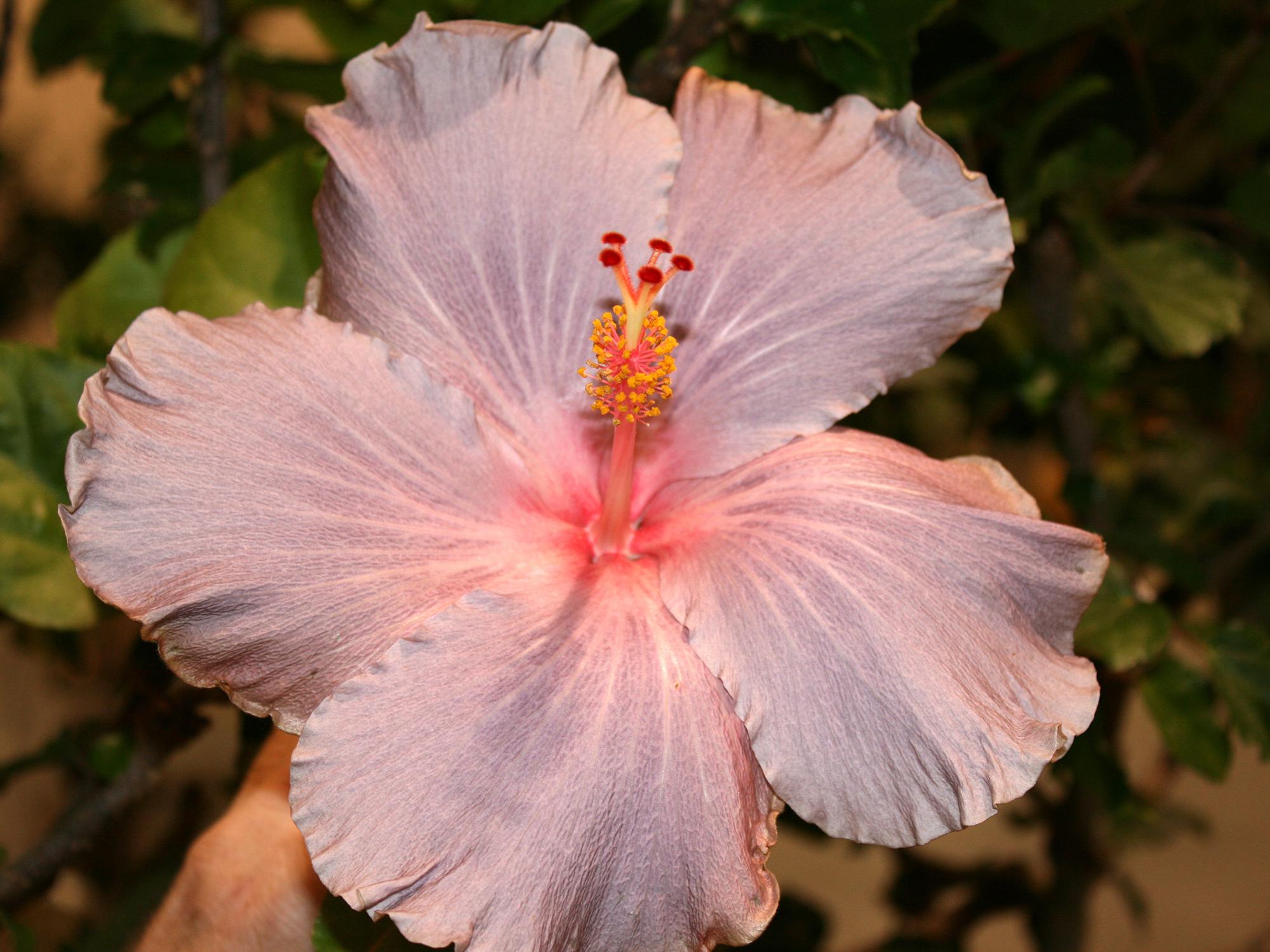 Kansas City Royals Pink Yellow White Hibiscus Pattern Tropical