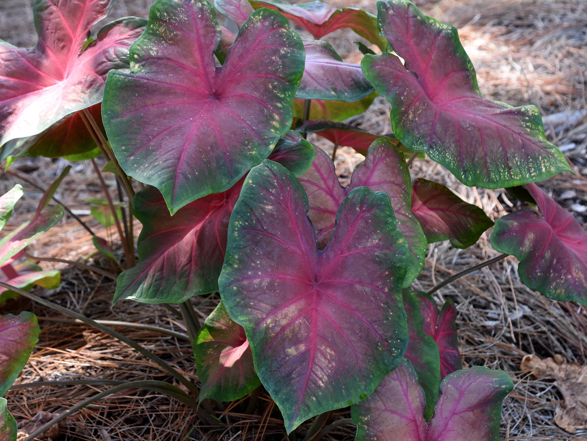 A clump of large caladium leaves with green edges and pink centers growing out of a bed of pine straw.