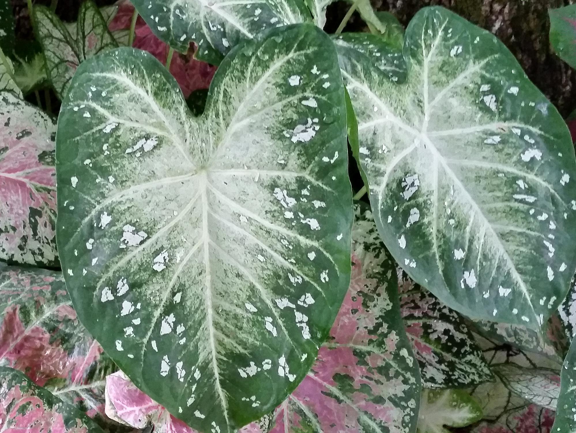 caladium full sun