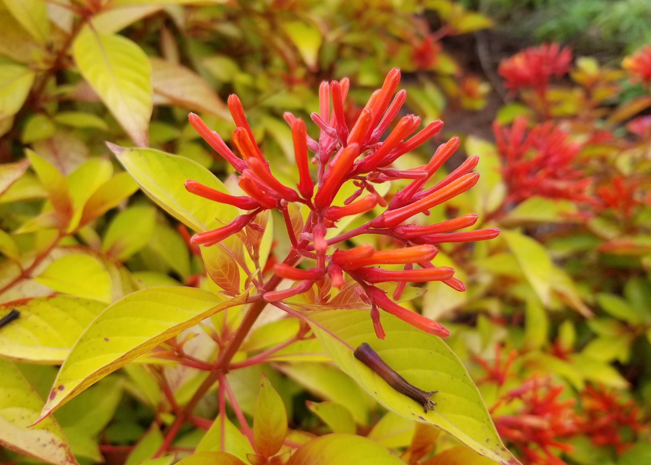 A round cluster of red, tubular flowers rises above a sea of lime green leaves.