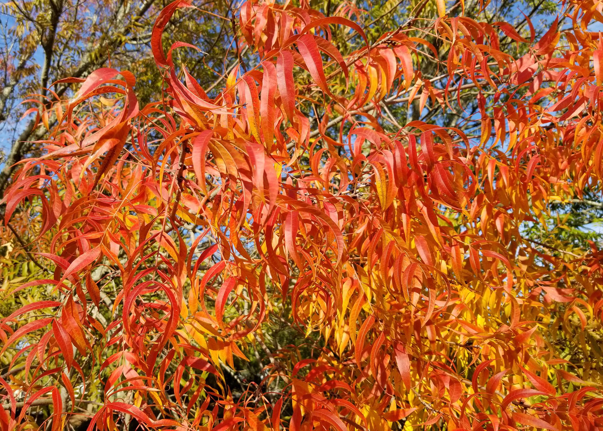 Long, narrow orange and red leaves dangle from branches.
